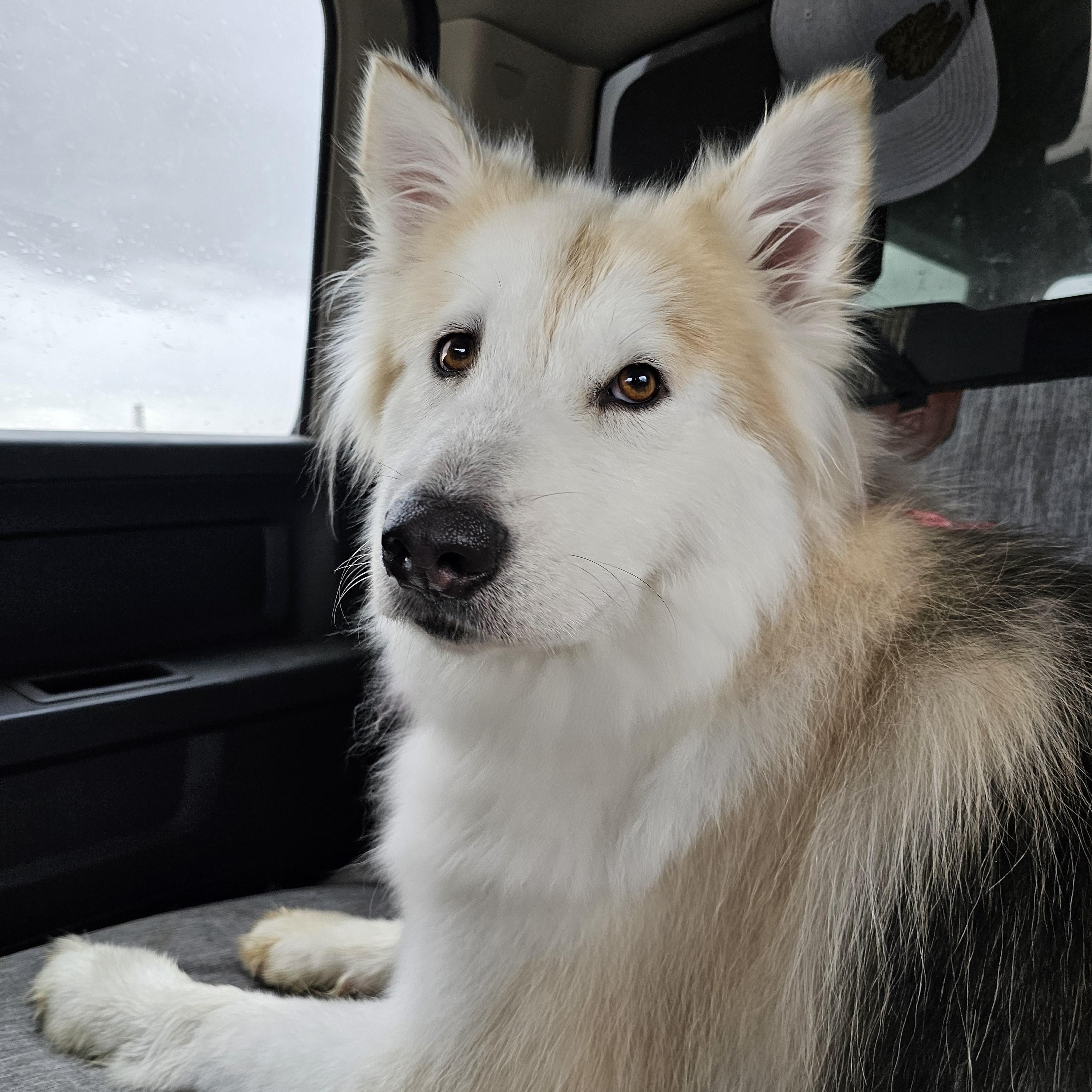 Brooklyn, an adoptable Siberian Husky in Springerville, AZ, 85938 | Photo Image 2