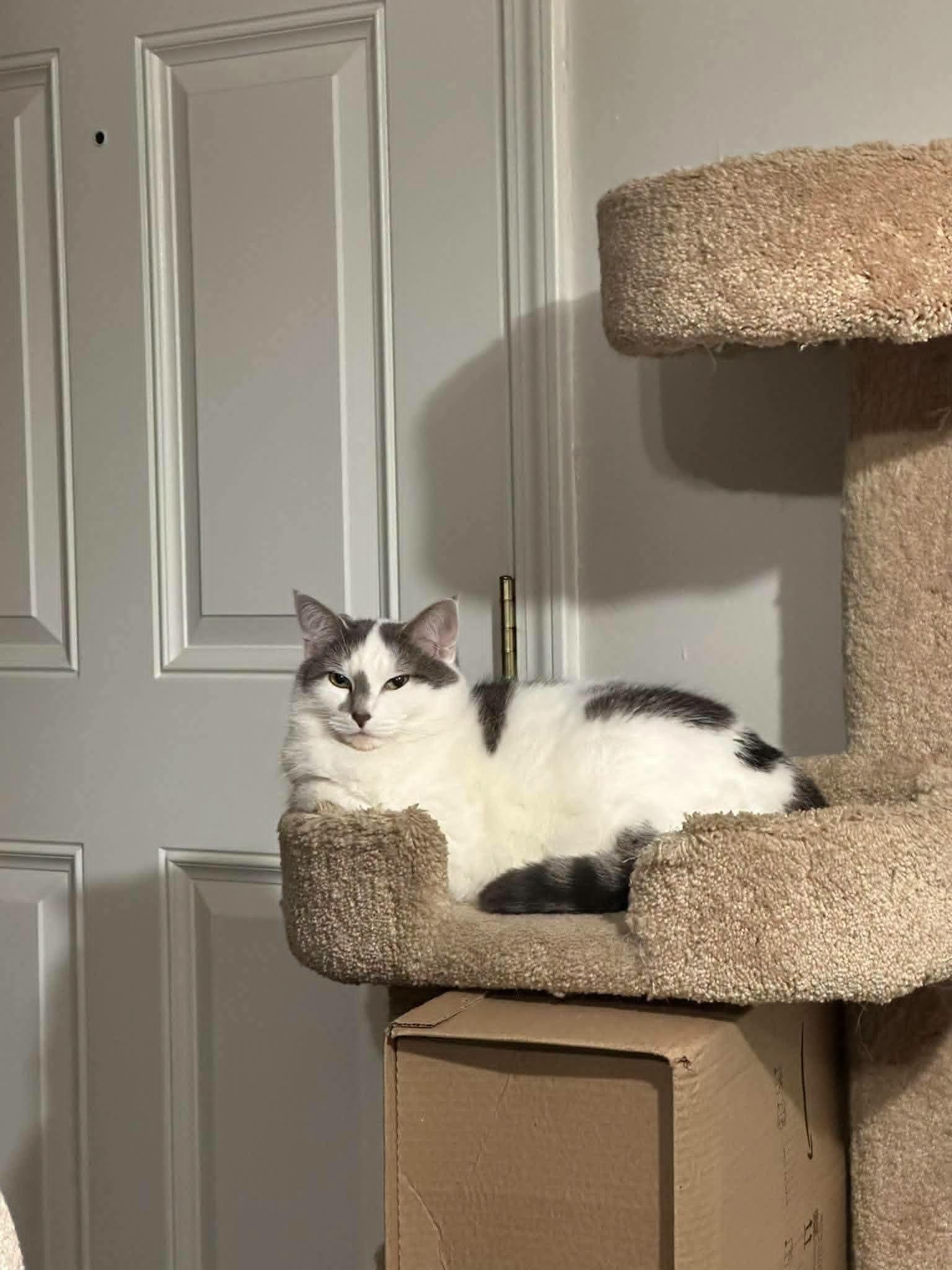 Enlarge Georgia, a Adoptable Domestic Short Hair in Clarksville, IN image 1/6