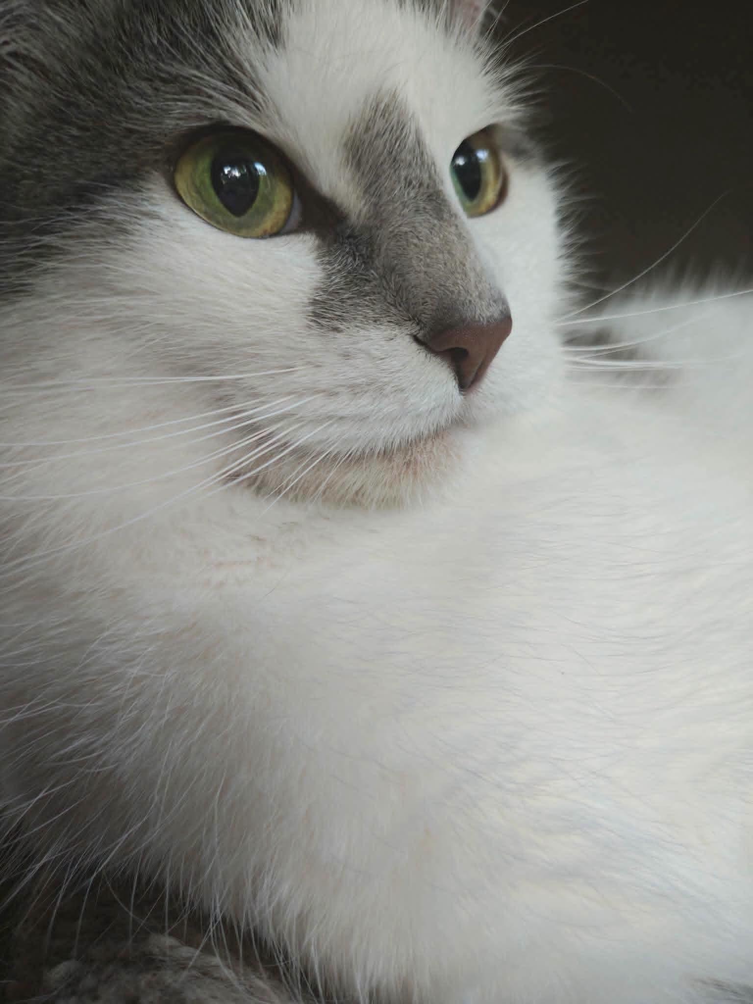 Enlarge Georgia, a Adoptable Domestic Short Hair in Clarksville, IN image 3/6