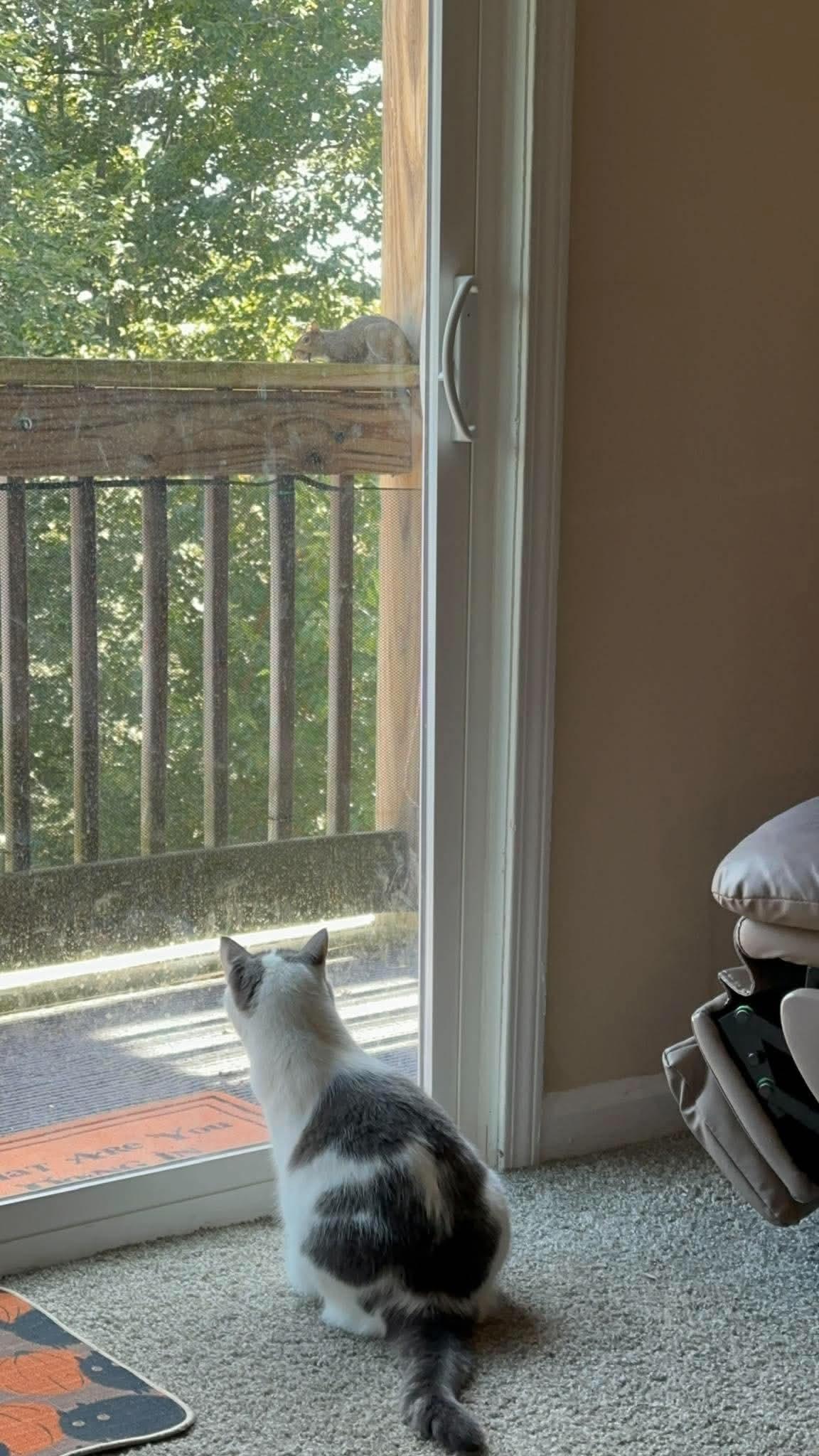 Enlarge Georgia, a Adoptable Domestic Short Hair in Clarksville, IN image 6/6