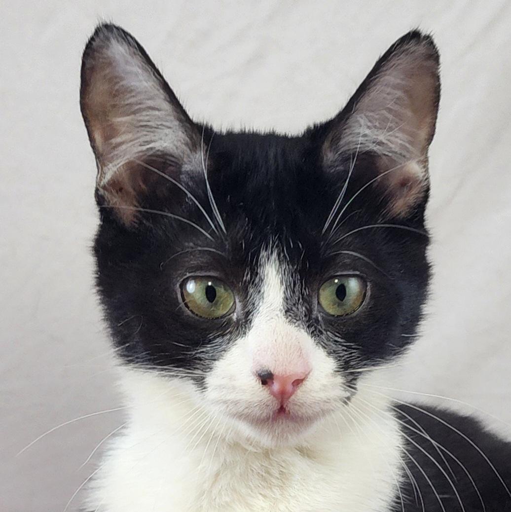 Junior, a Adoptable Domestic Short Hair in New York, NY image 5/6