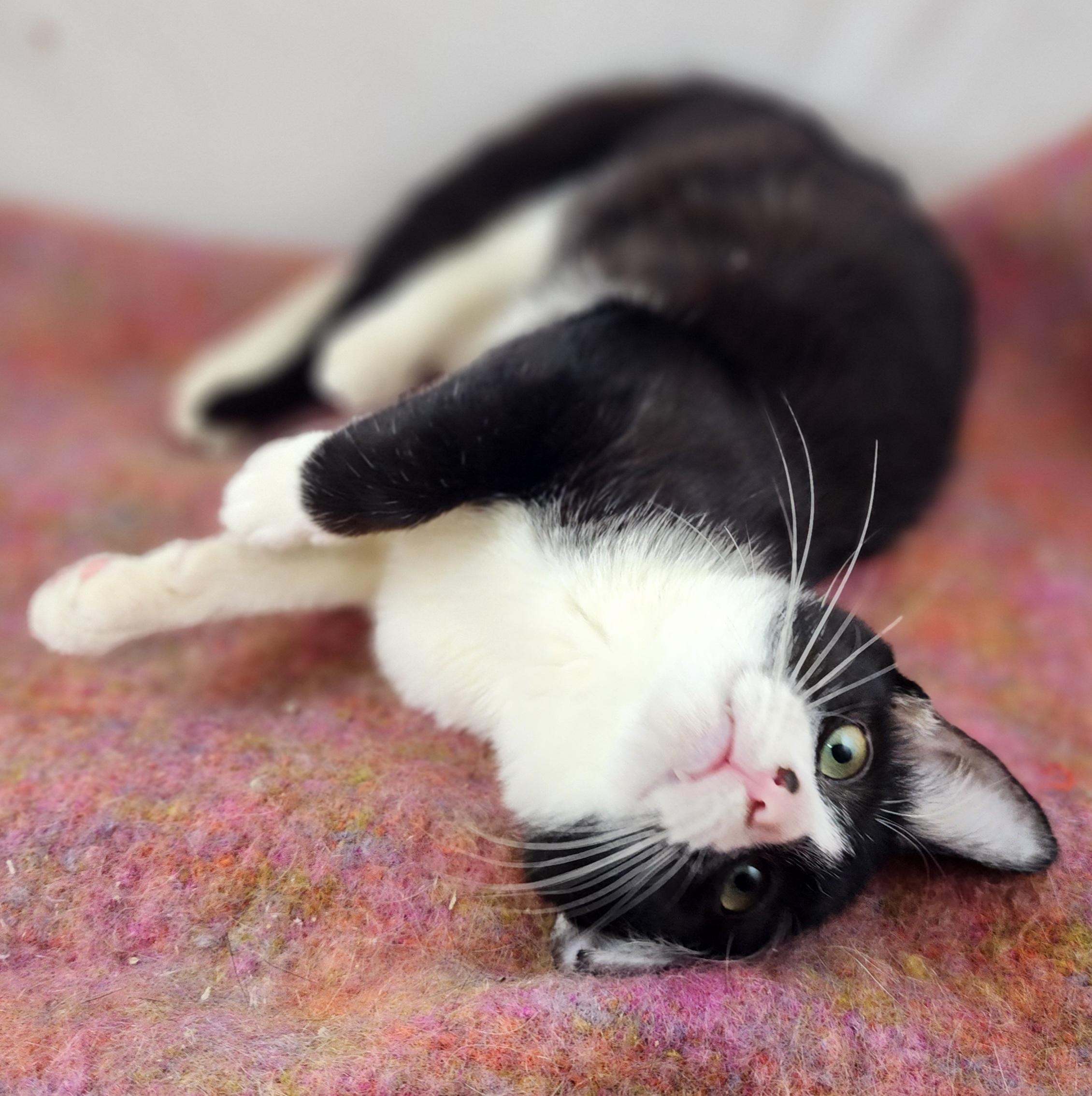 Junior, Adoptable, Young Male Domestic Short Hair.