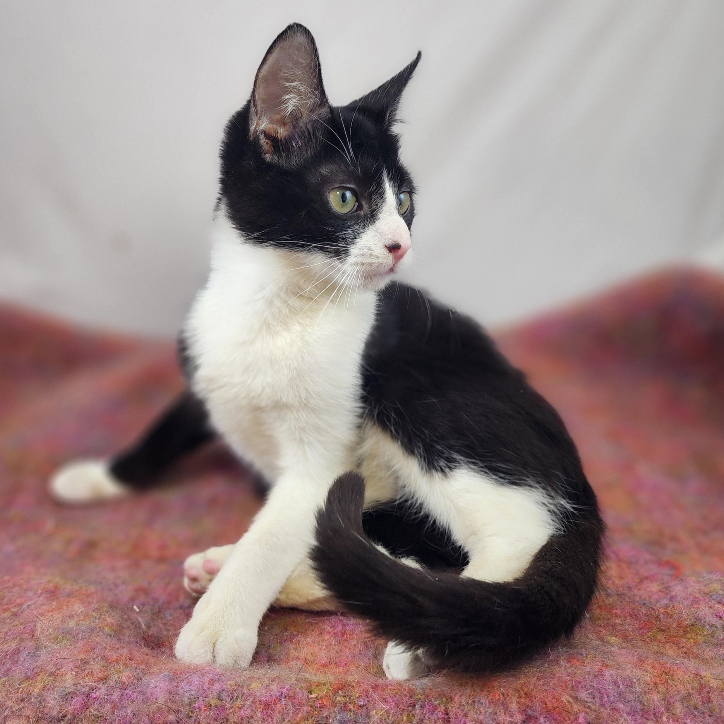 Junior, a Adoptable Domestic Short Hair in New York, NY image 2/6