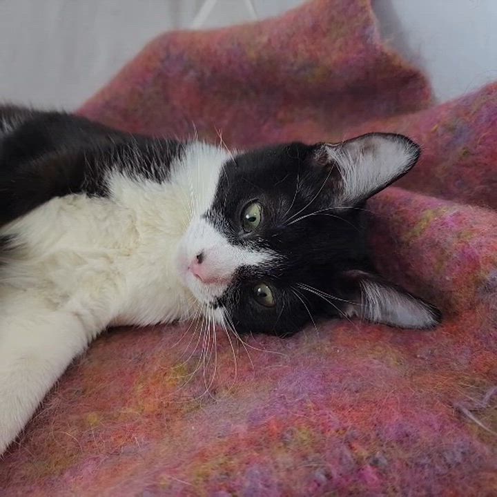 Enlarge Junior, a Adoptable Domestic Short Hair in New York, NY video 6/6