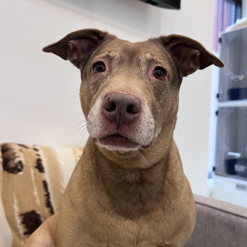 Enlarge Lucy, a Adoptable mixed breed in Chicago, IL image 1/3