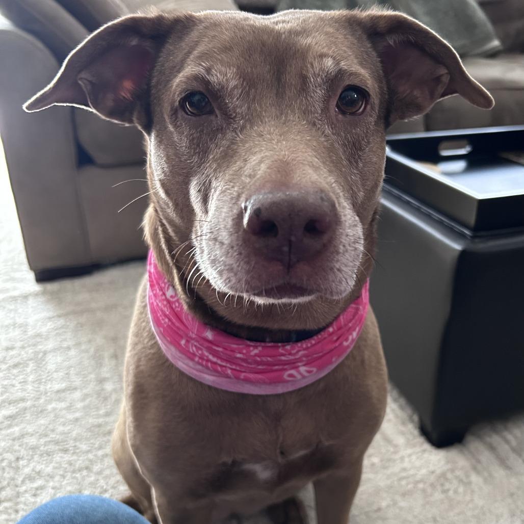 Enlarge Lucy, a Adoptable mixed breed in Chicago, IL image 2/5