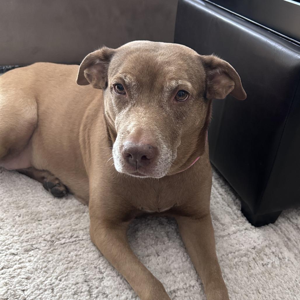 Enlarge Lucy, a Adoptable mixed breed in Chicago, IL image 3/5