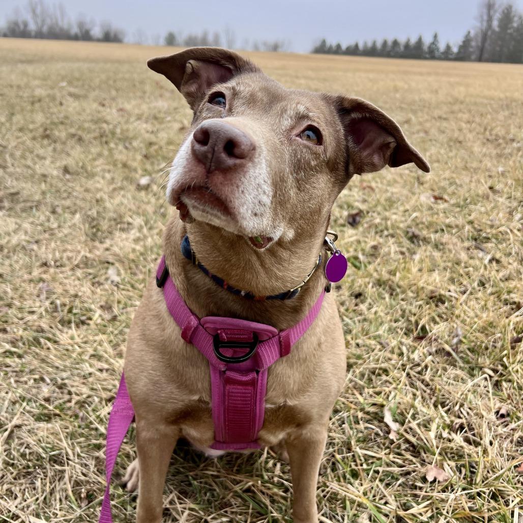 Enlarge Lucy, a Adoptable mixed breed in Chicago, IL image 2/3