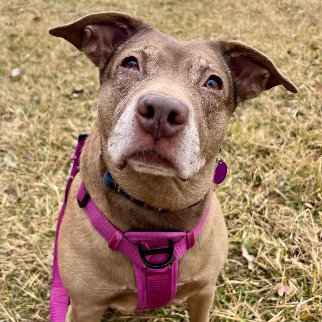 Enlarge Lucy, a Adoptable mixed breed in Chicago, IL image 3/3