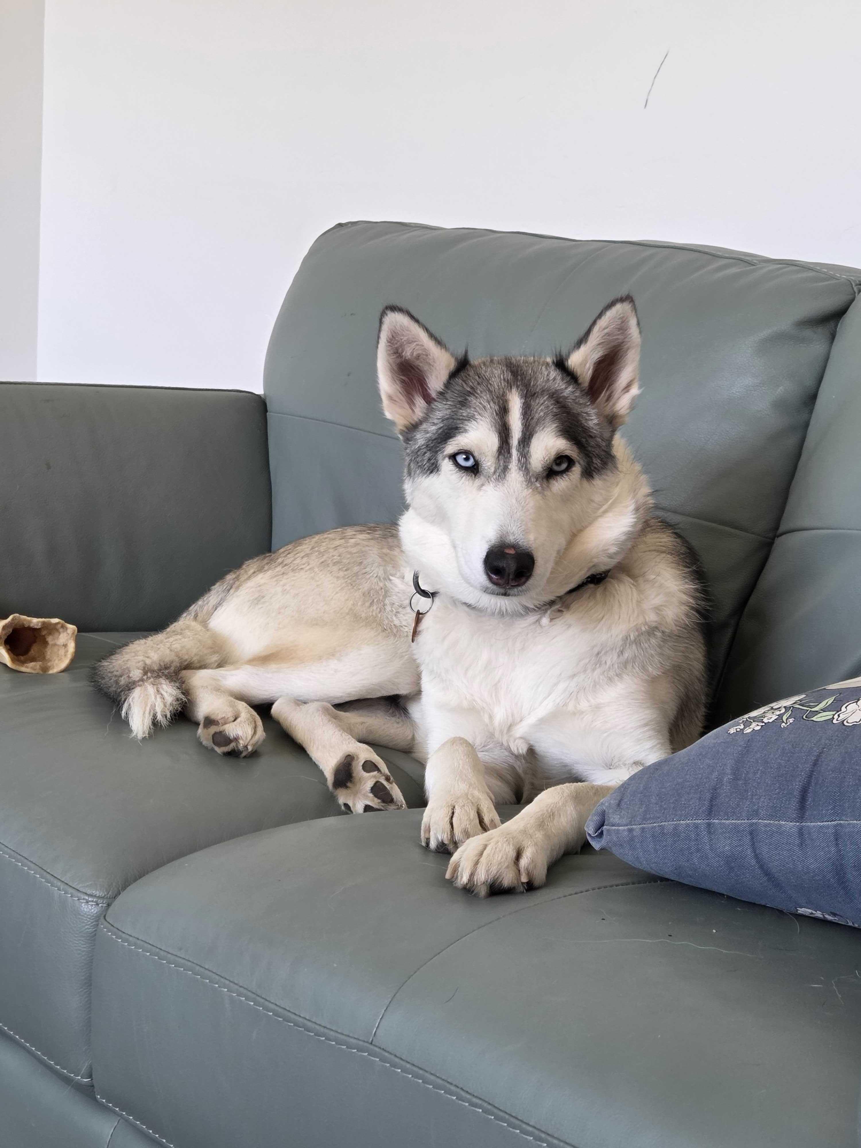 Enlarge Callie, a Adoptable Siberian Husky in Cottonwood Heights, UT image 1/6