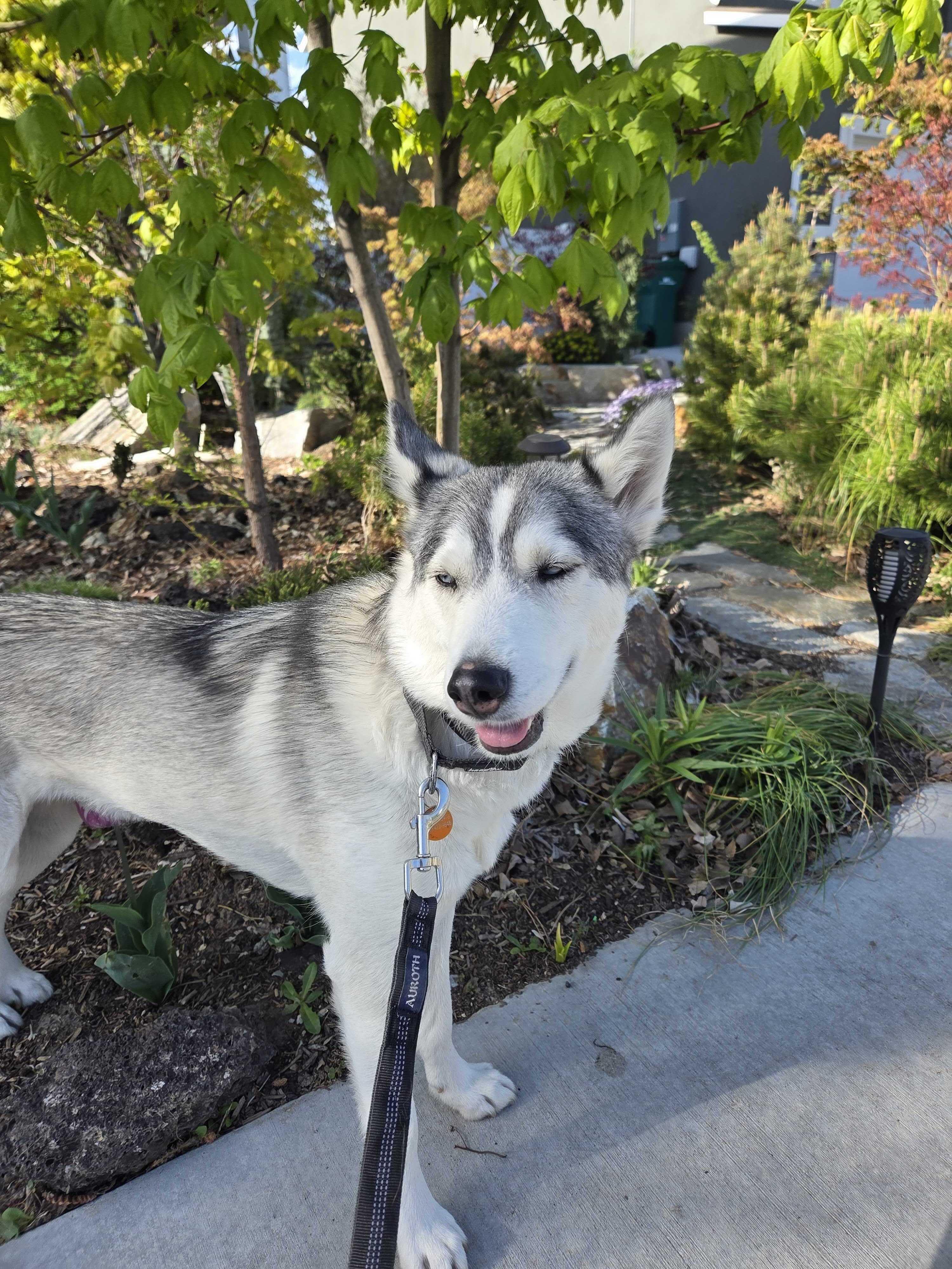 Enlarge Callie, a Adoptable Siberian Husky in Cottonwood Heights, UT image 2/6