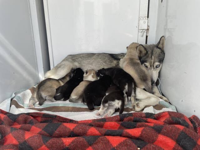 Callie, Adoptable, Adult Female Siberian Husky.