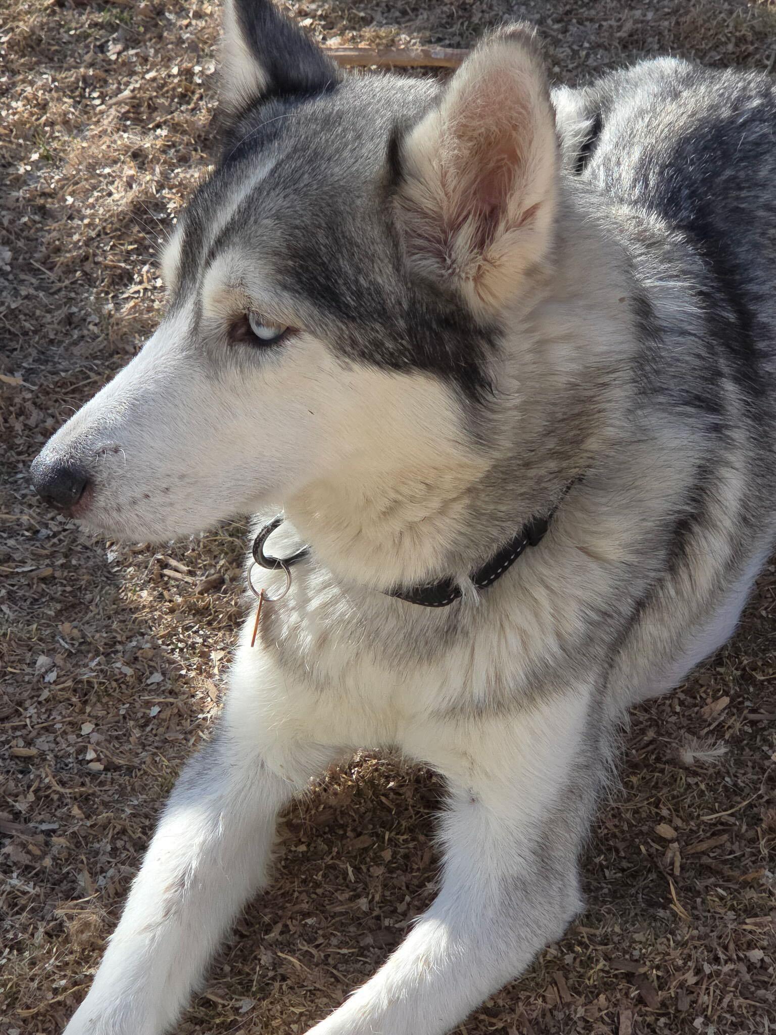 Enlarge Callie, a Adoptable Siberian Husky in Cottonwood Heights, UT image 3/6