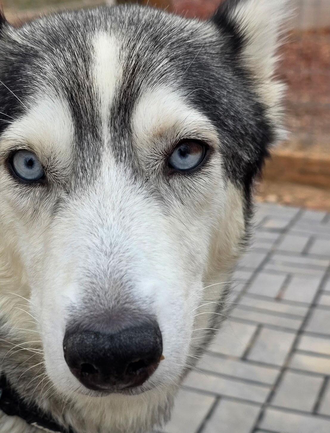 Enlarge Callie, a Adoptable Siberian Husky in Cottonwood Heights, UT image 4/6