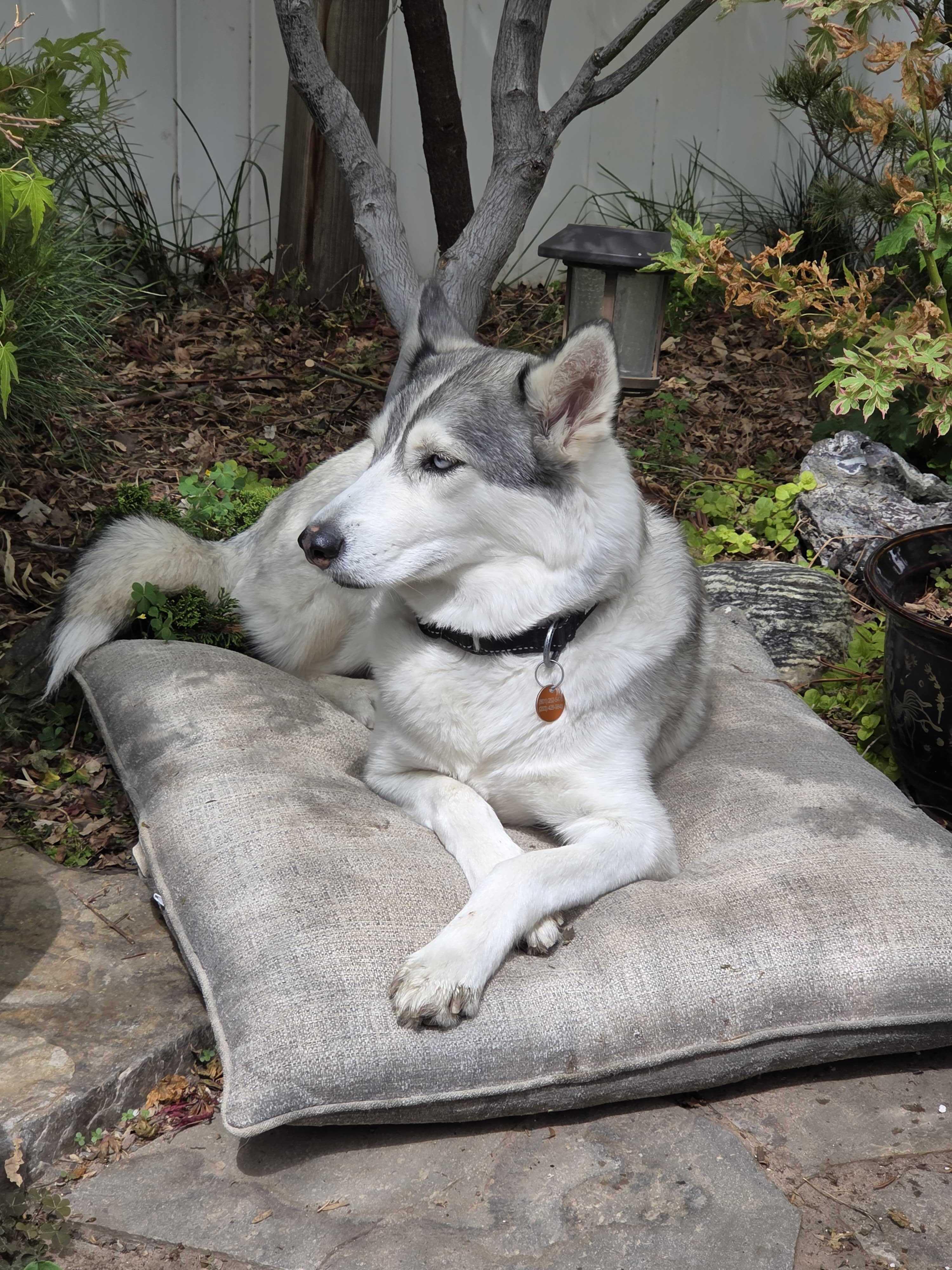 Enlarge Callie, a Adoptable Siberian Husky in Cottonwood Heights, UT image 1/6
