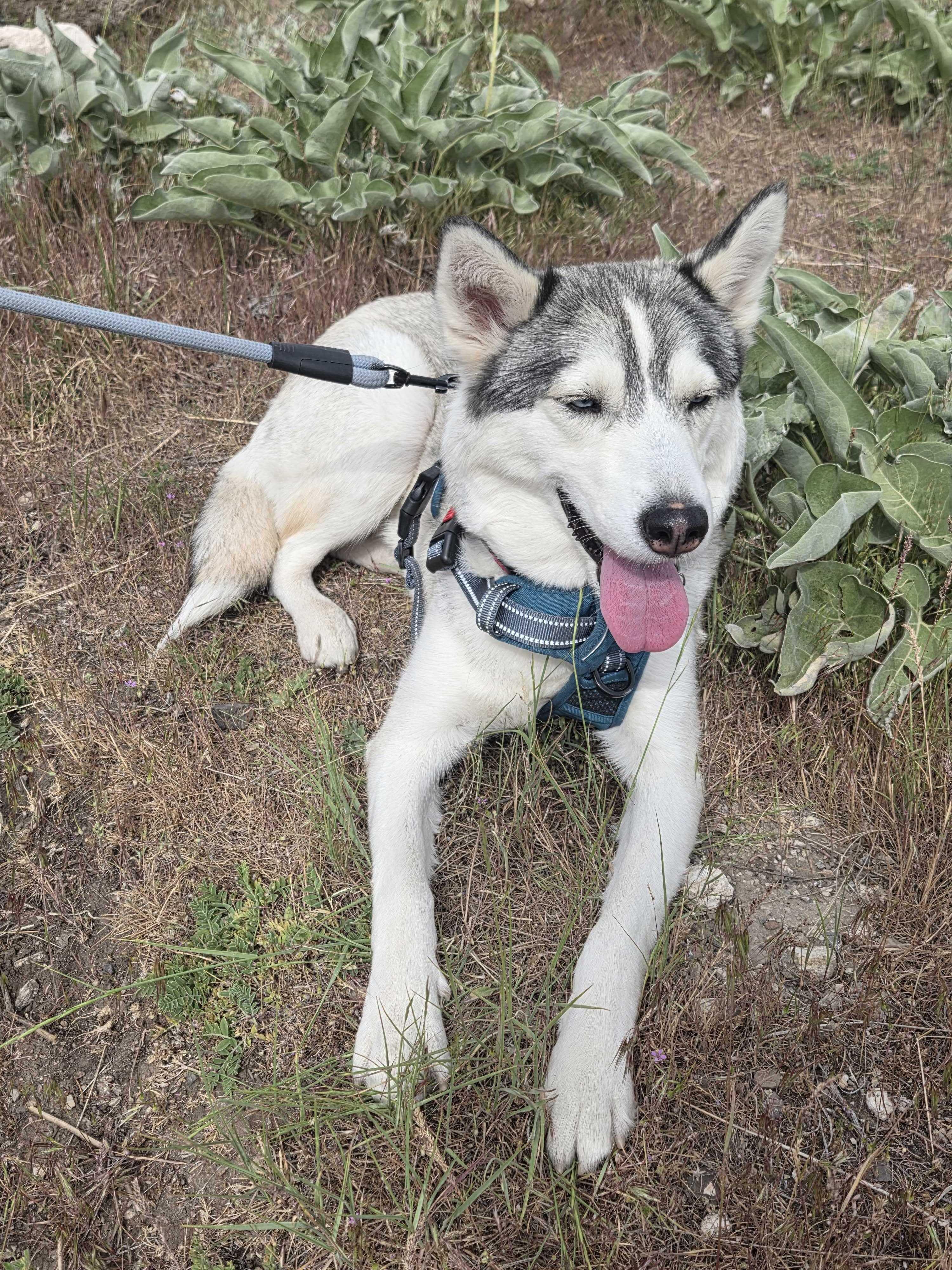Enlarge Callie, a Adoptable Siberian Husky in Cottonwood Heights, UT image 2/6