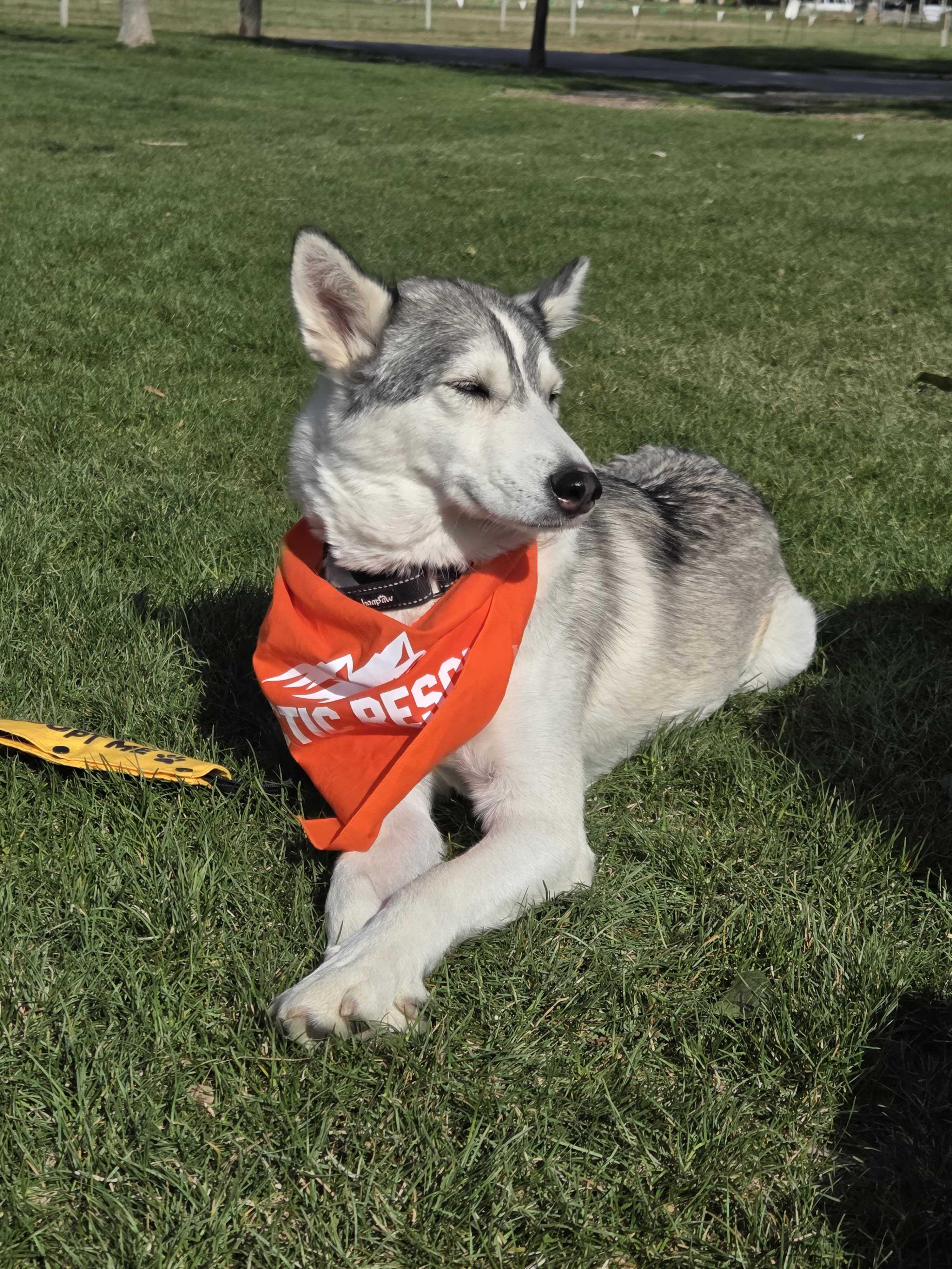Enlarge Callie, a Adoptable Siberian Husky in Cottonwood Heights, UT image 3/6
