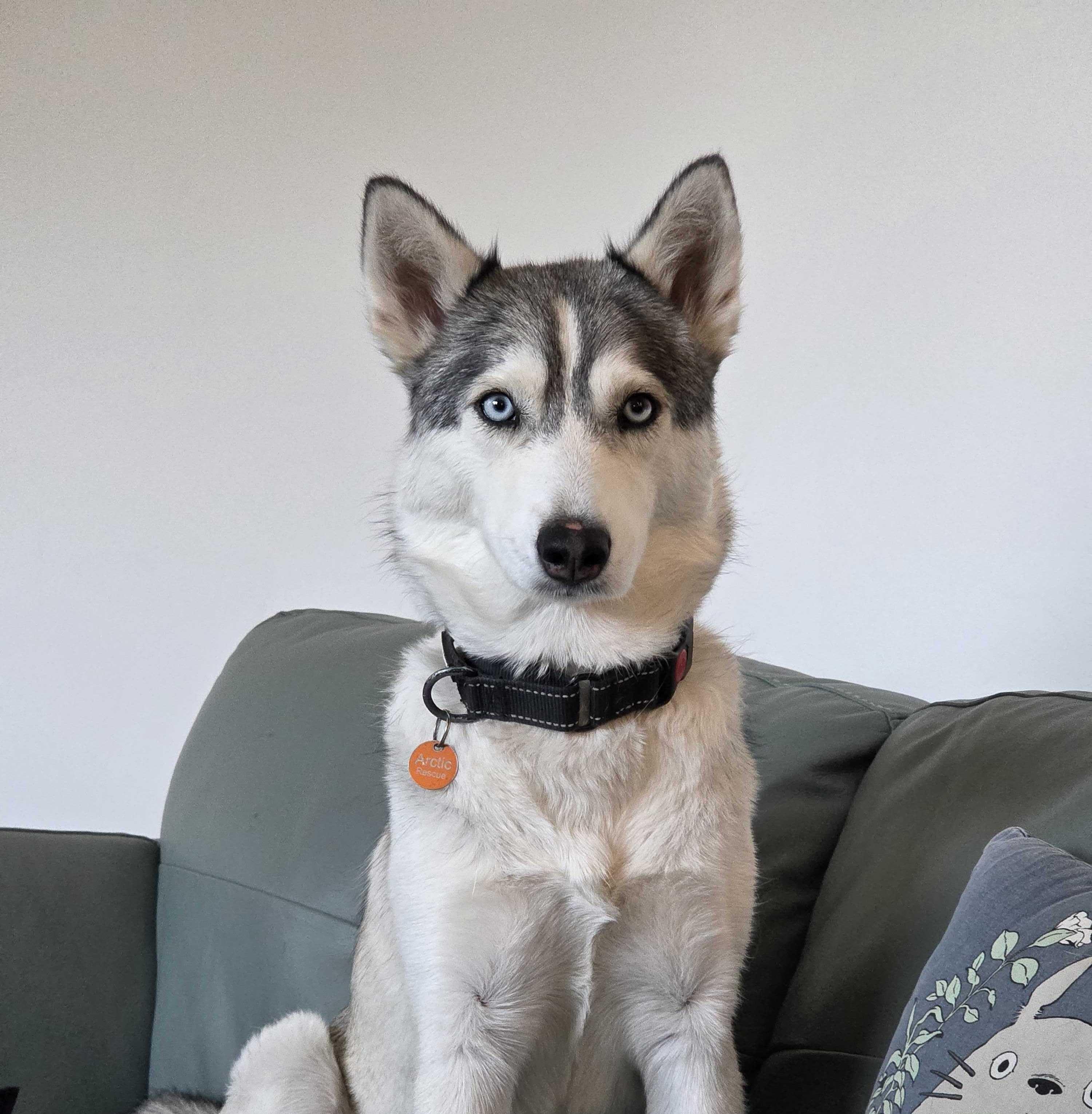 Enlarge Callie, a Adoptable Siberian Husky in Cottonwood Heights, UT image 3/6