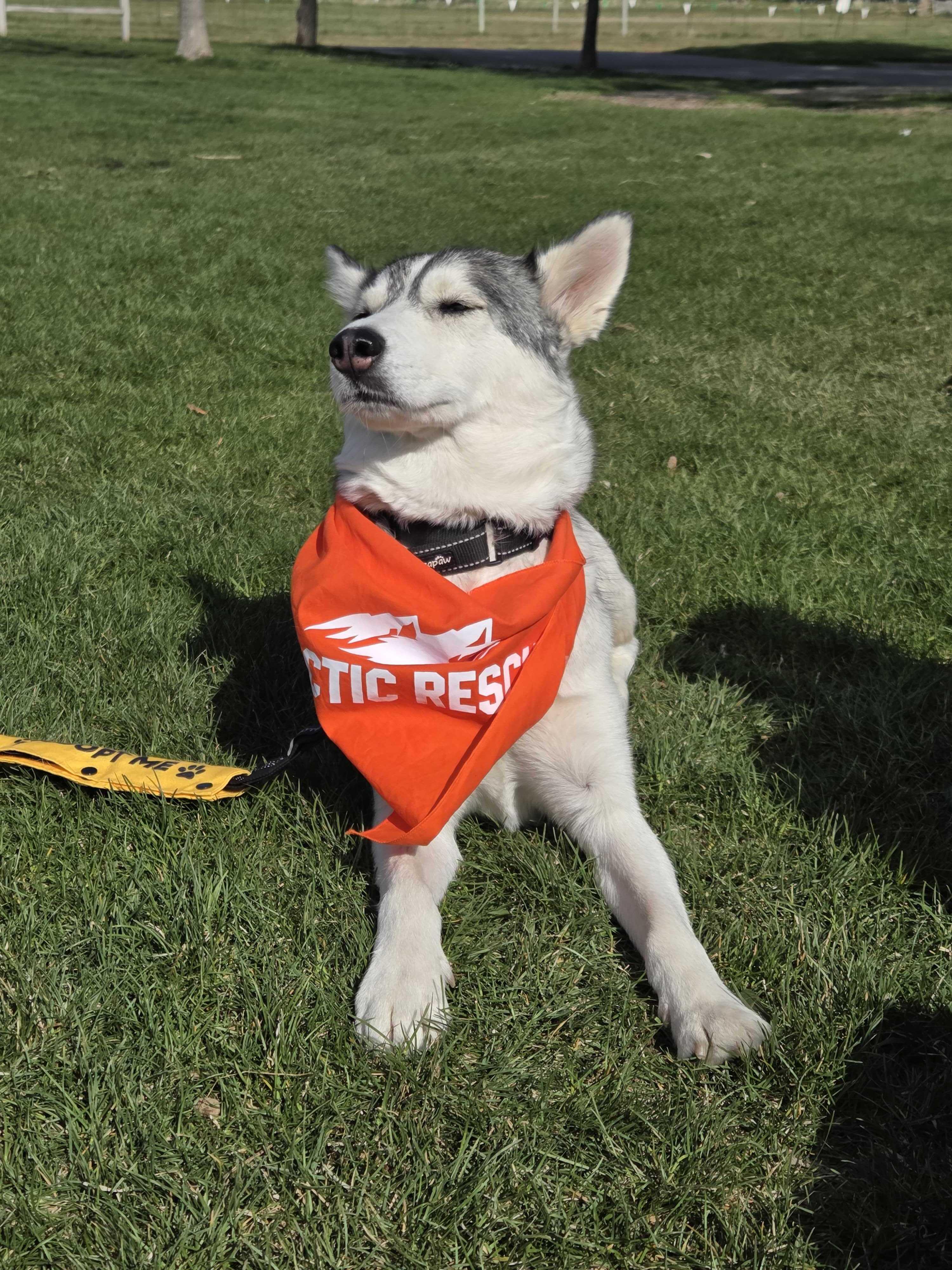 Enlarge Callie, a Adoptable Siberian Husky in Cottonwood Heights, UT image 4/6