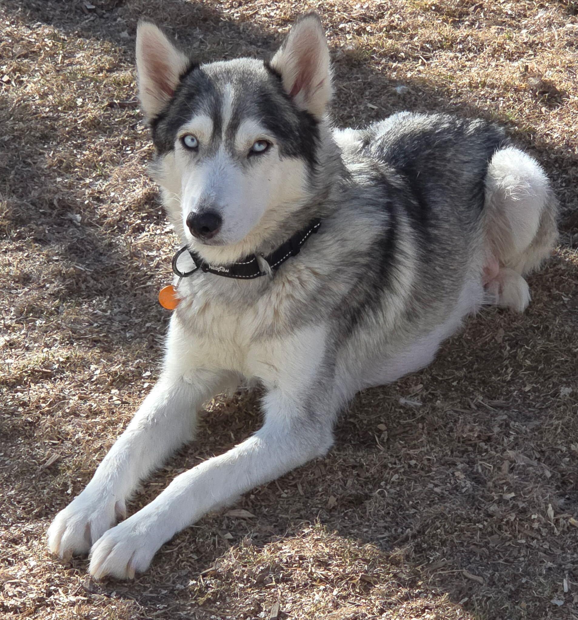Enlarge Callie, a Adoptable Siberian Husky in Cottonwood Heights, UT image 5/6