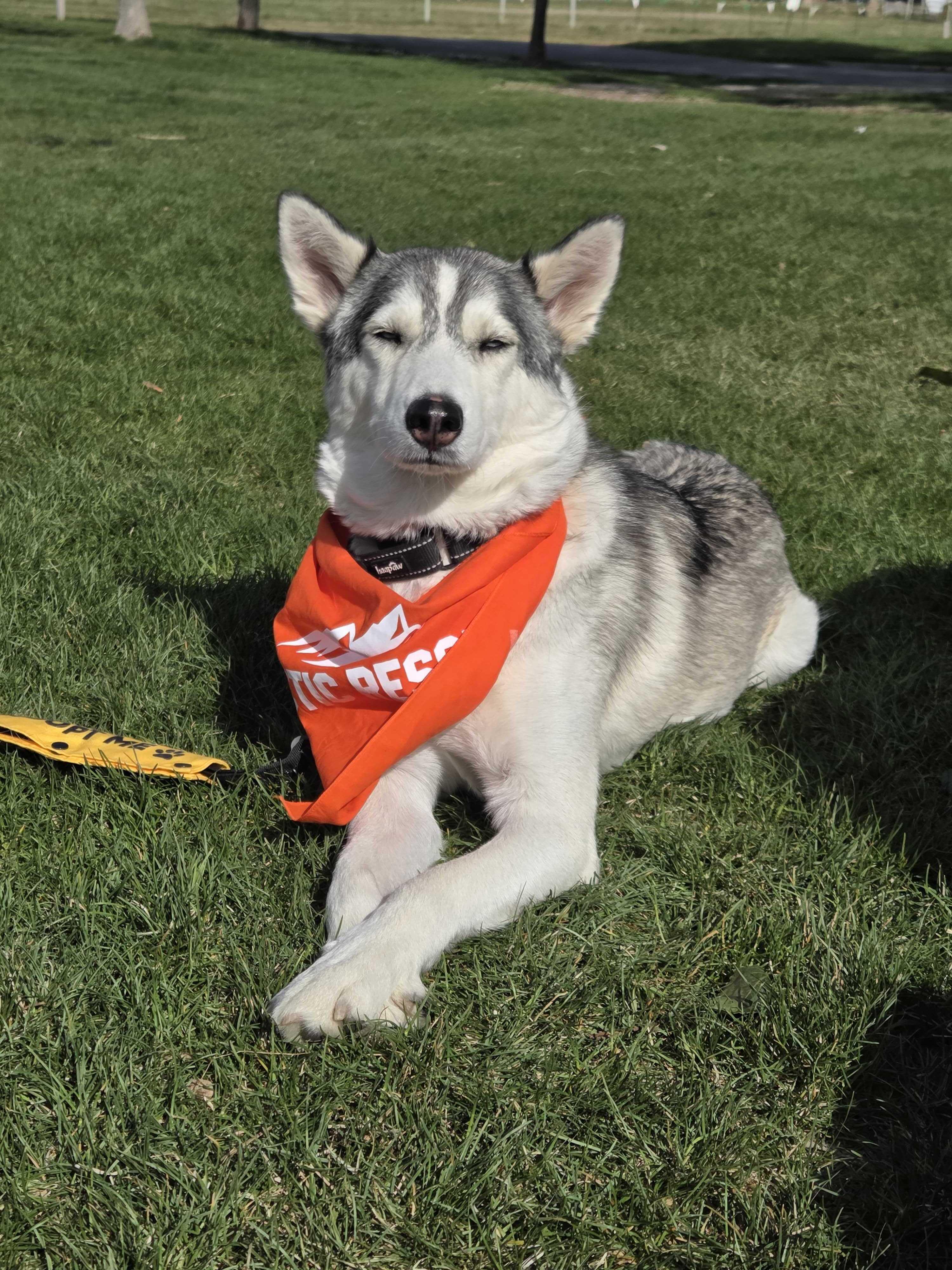 Enlarge Callie, a Adoptable Siberian Husky in Cottonwood Heights, UT image 5/6
