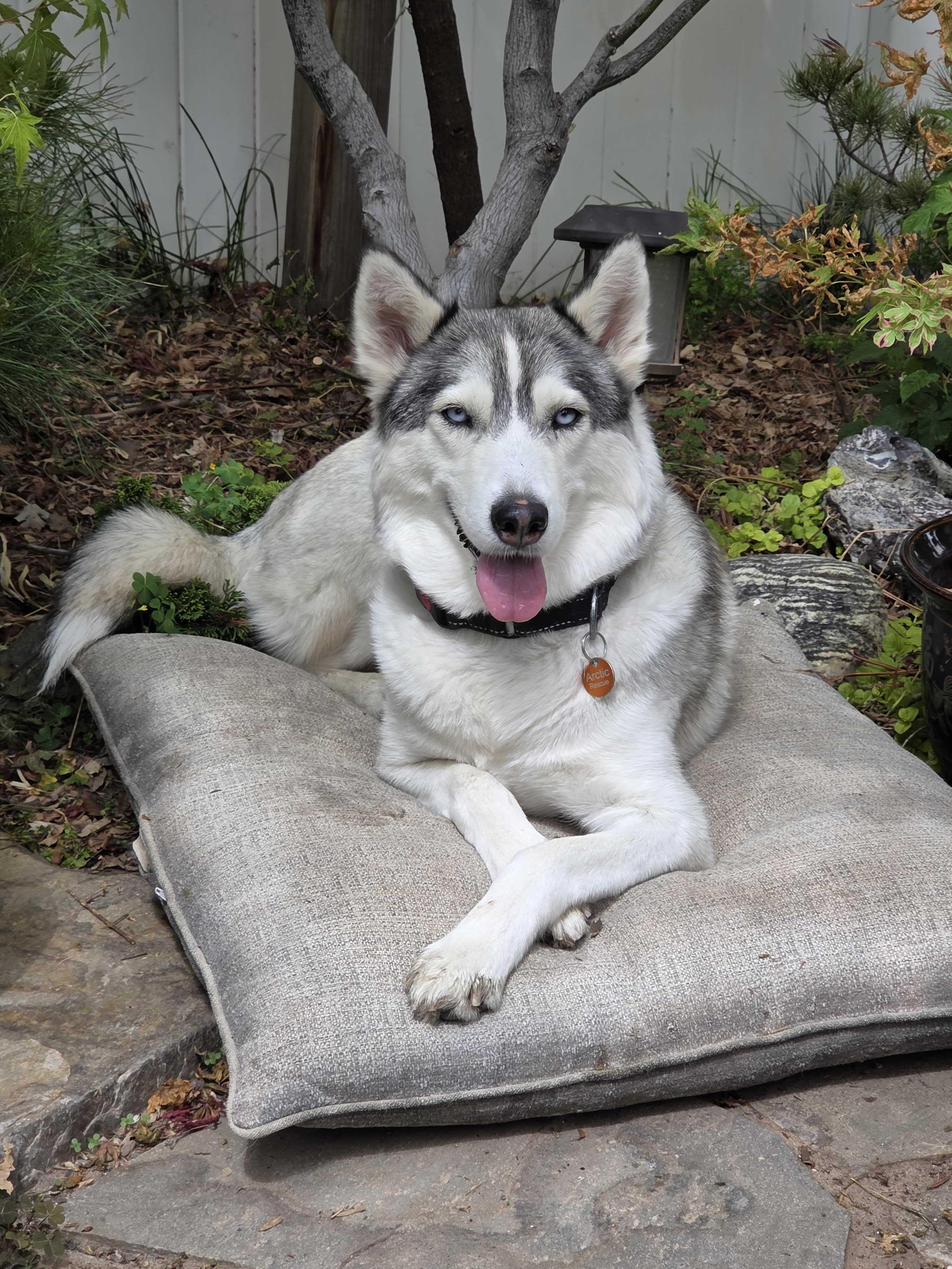 Enlarge Callie, a Adoptable Siberian Husky in Cottonwood Heights, UT image 4/6