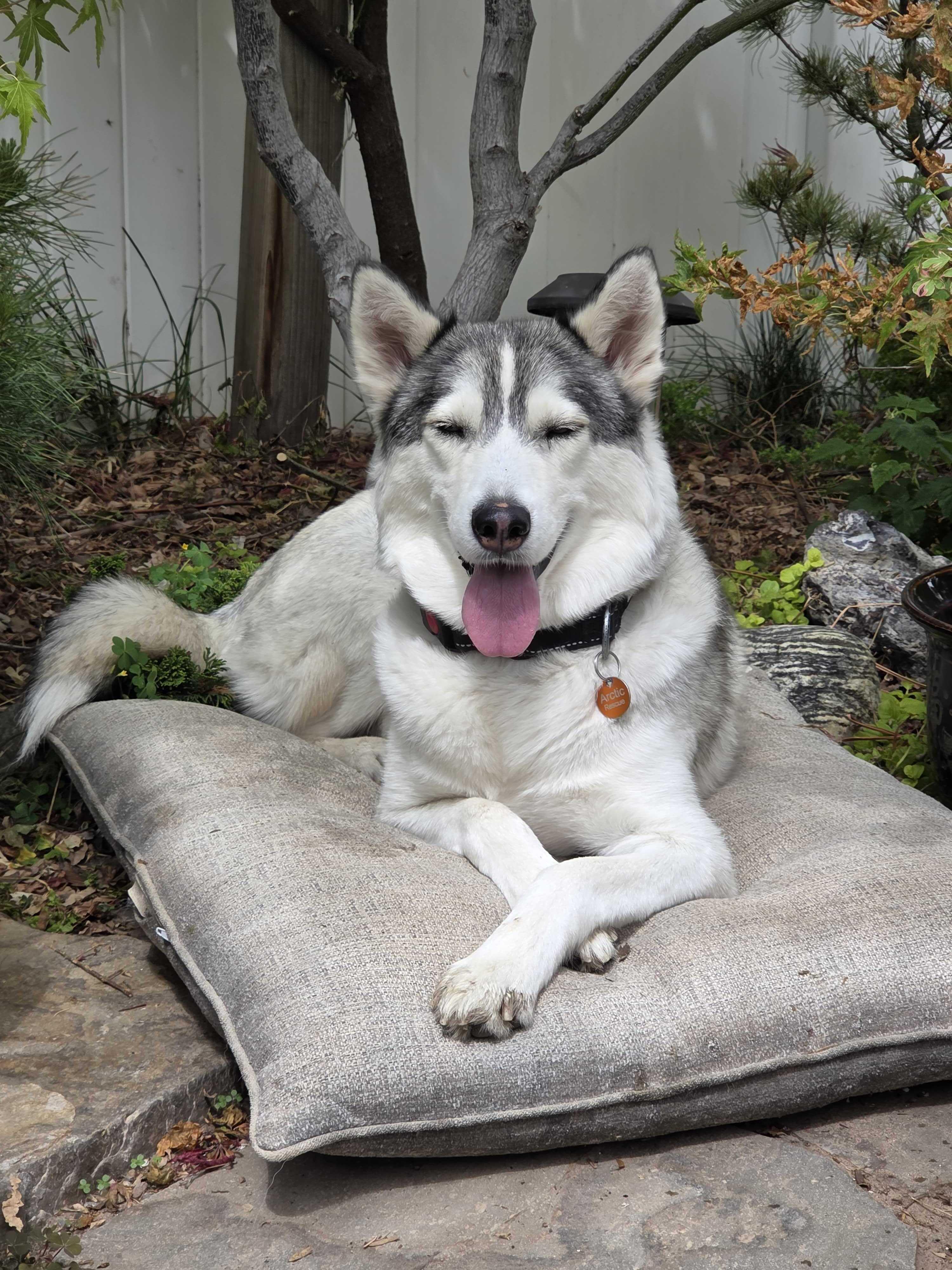 Enlarge Callie, a Adoptable Siberian Husky in Cottonwood Heights, UT image 5/6