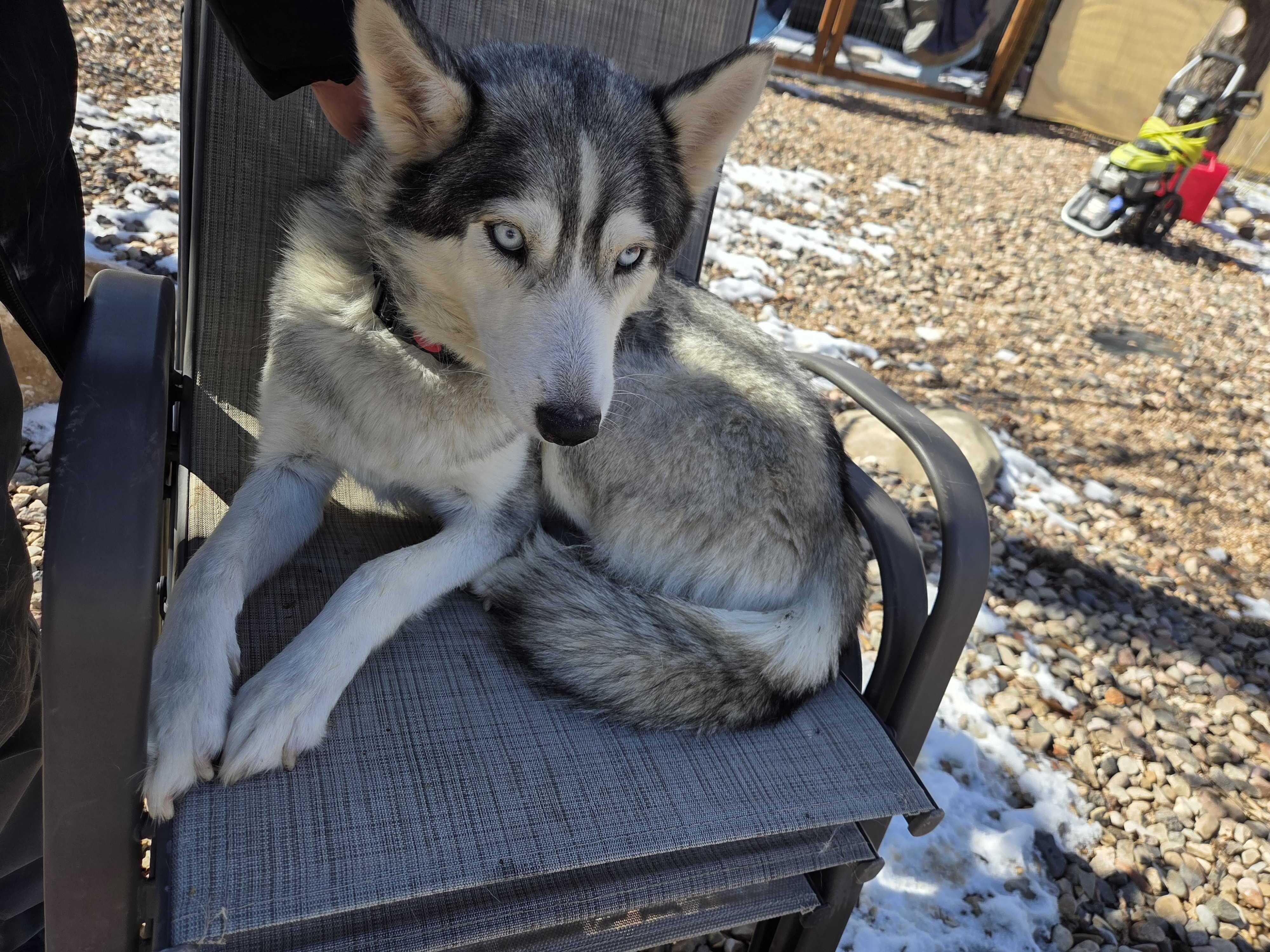 Enlarge Callie, a Adoptable Siberian Husky in Cottonwood Heights, UT image 3/6