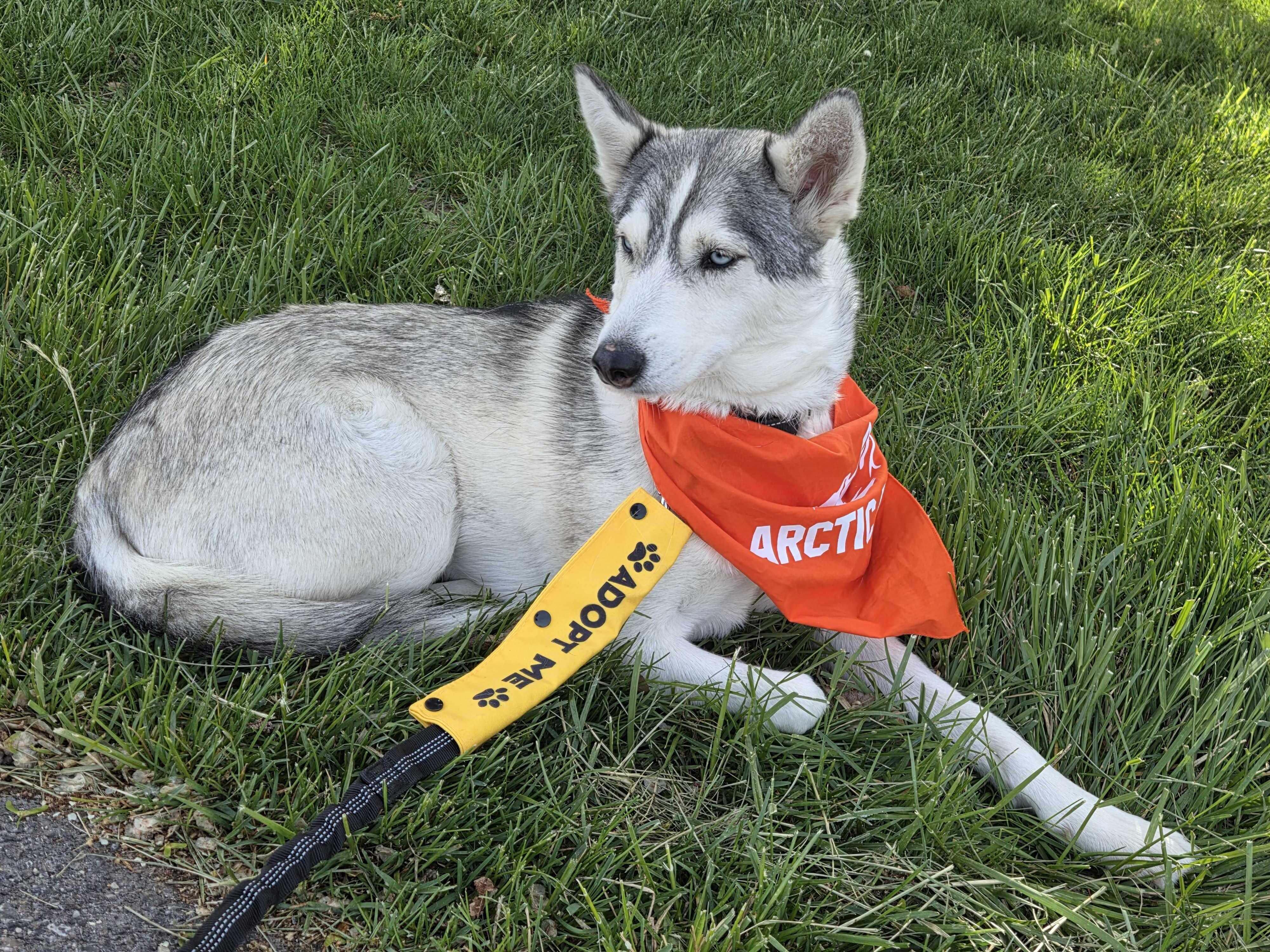 Enlarge Callie, a Adoptable Siberian Husky in Cottonwood Heights, UT image 6/6