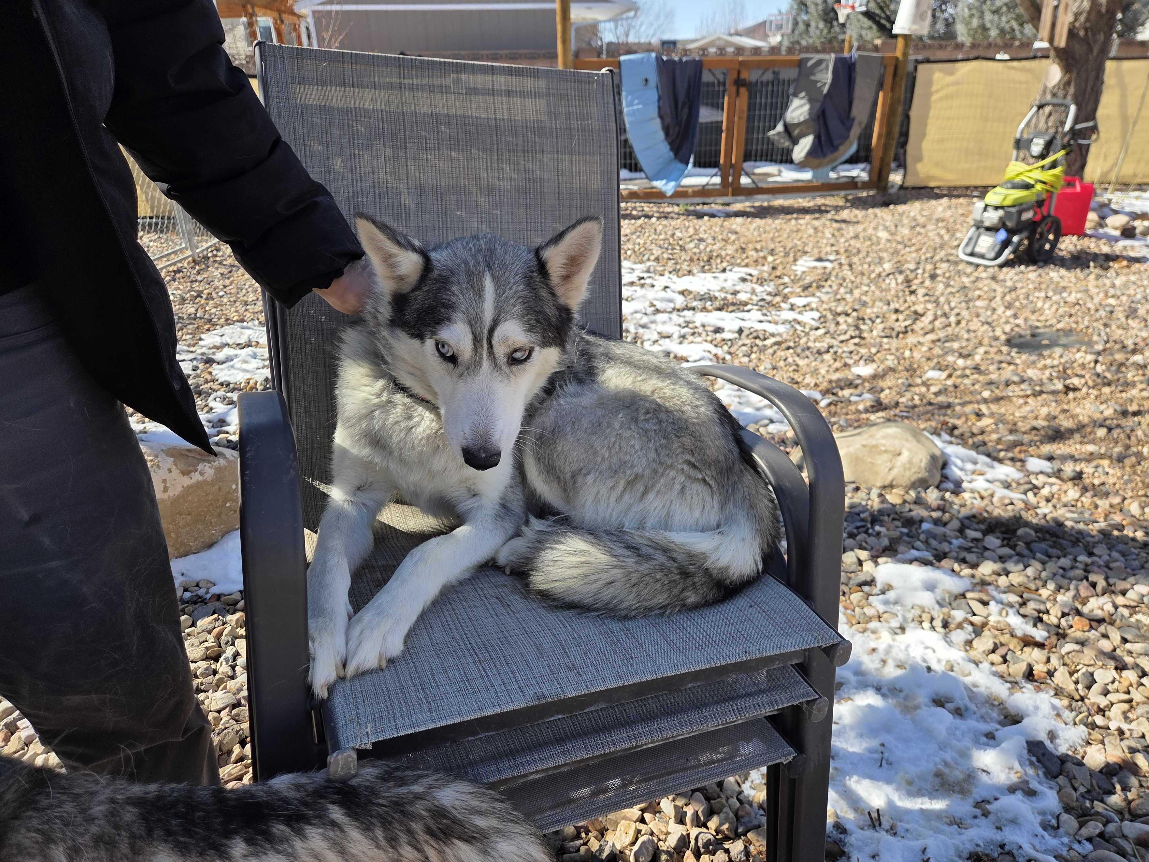 Enlarge Callie, a Adoptable Siberian Husky in Cottonwood Heights, UT image 4/6