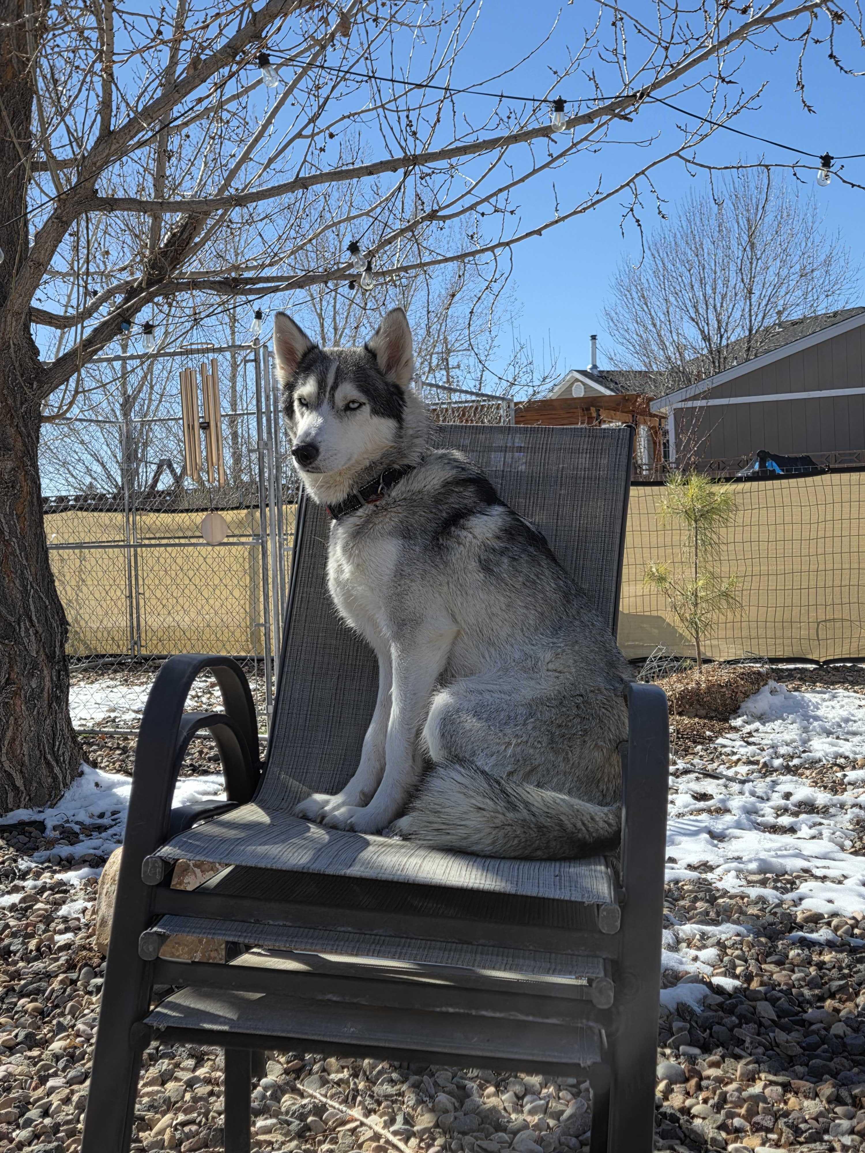 Enlarge Callie, a Adoptable Siberian Husky in Cottonwood Heights, UT image 5/6