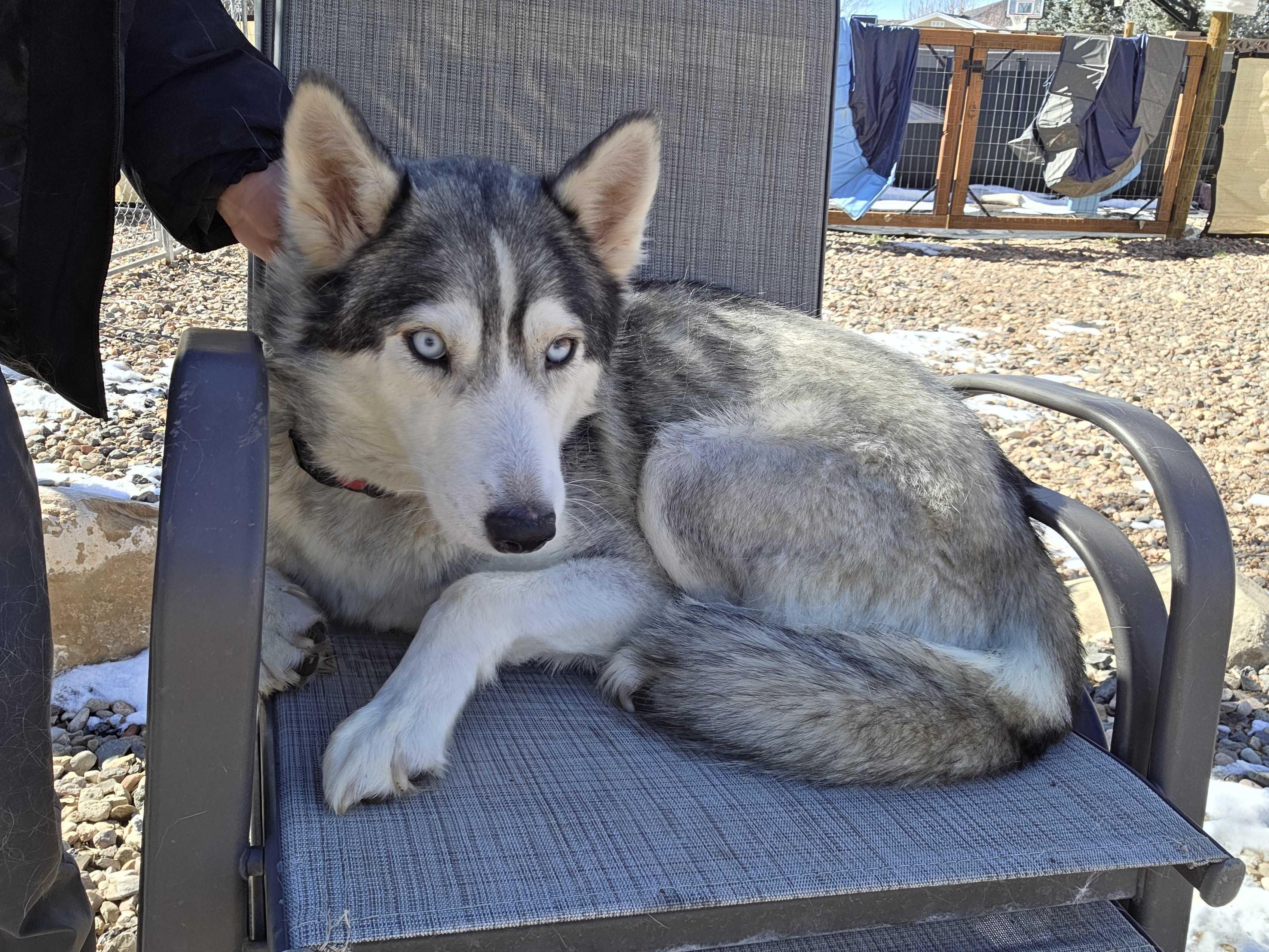 Enlarge Callie, a Adoptable Siberian Husky in Cottonwood Heights, UT image 6/6