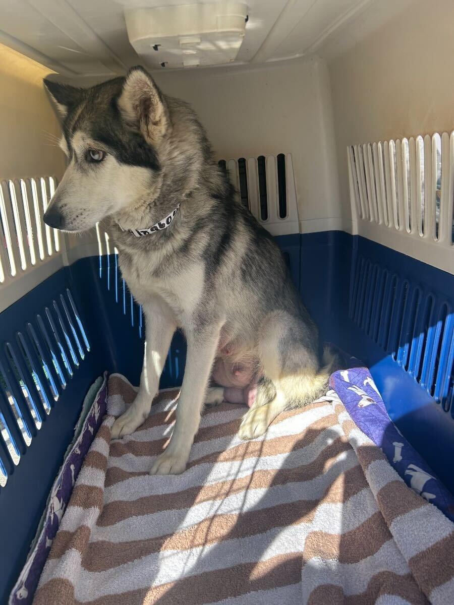 Enlarge Callie, a Adoptable Siberian Husky in Cottonwood Heights, UT image 6/6