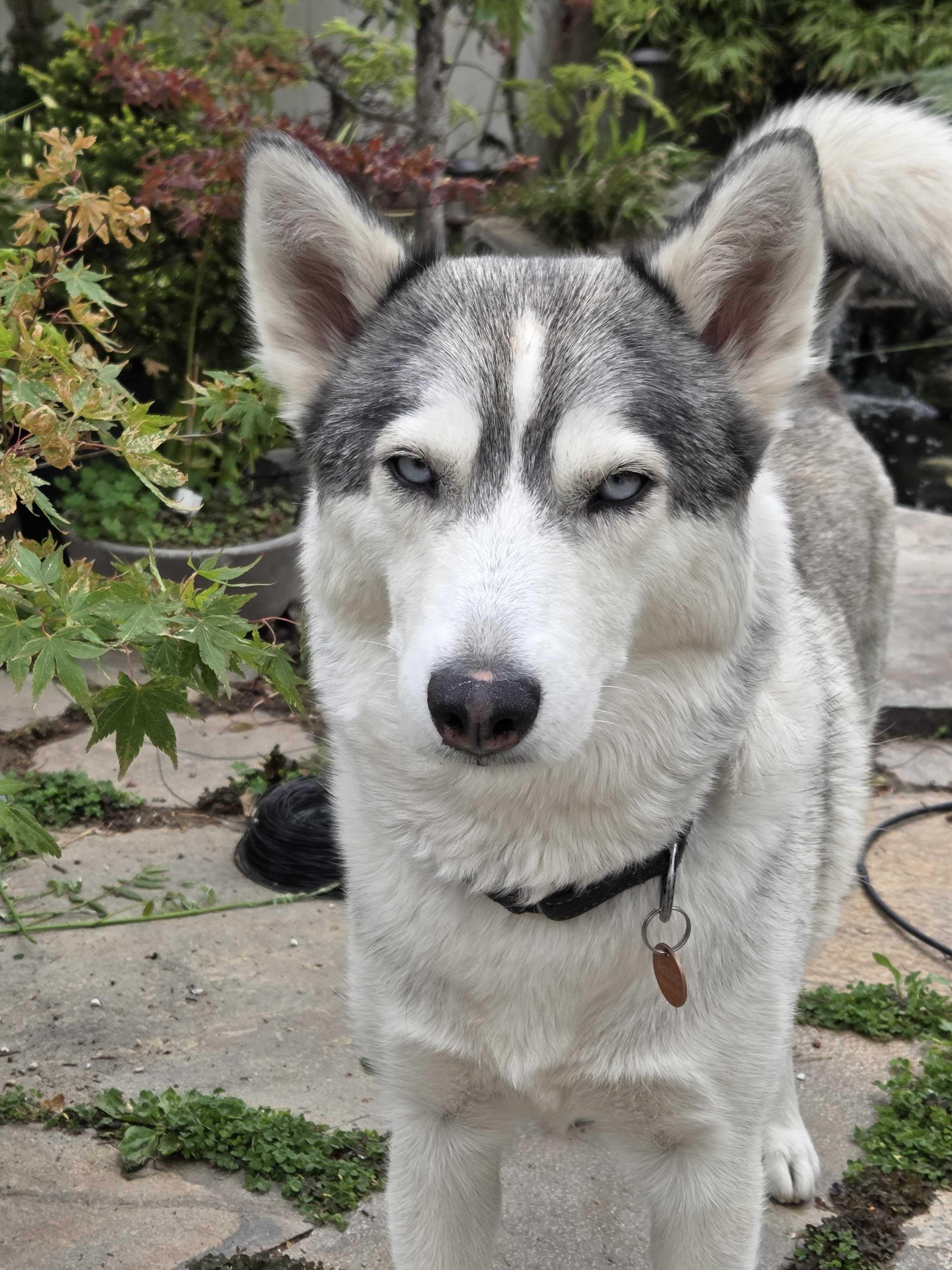 Enlarge Callie, a Adoptable Siberian Husky in Cottonwood Heights, UT image 6/6