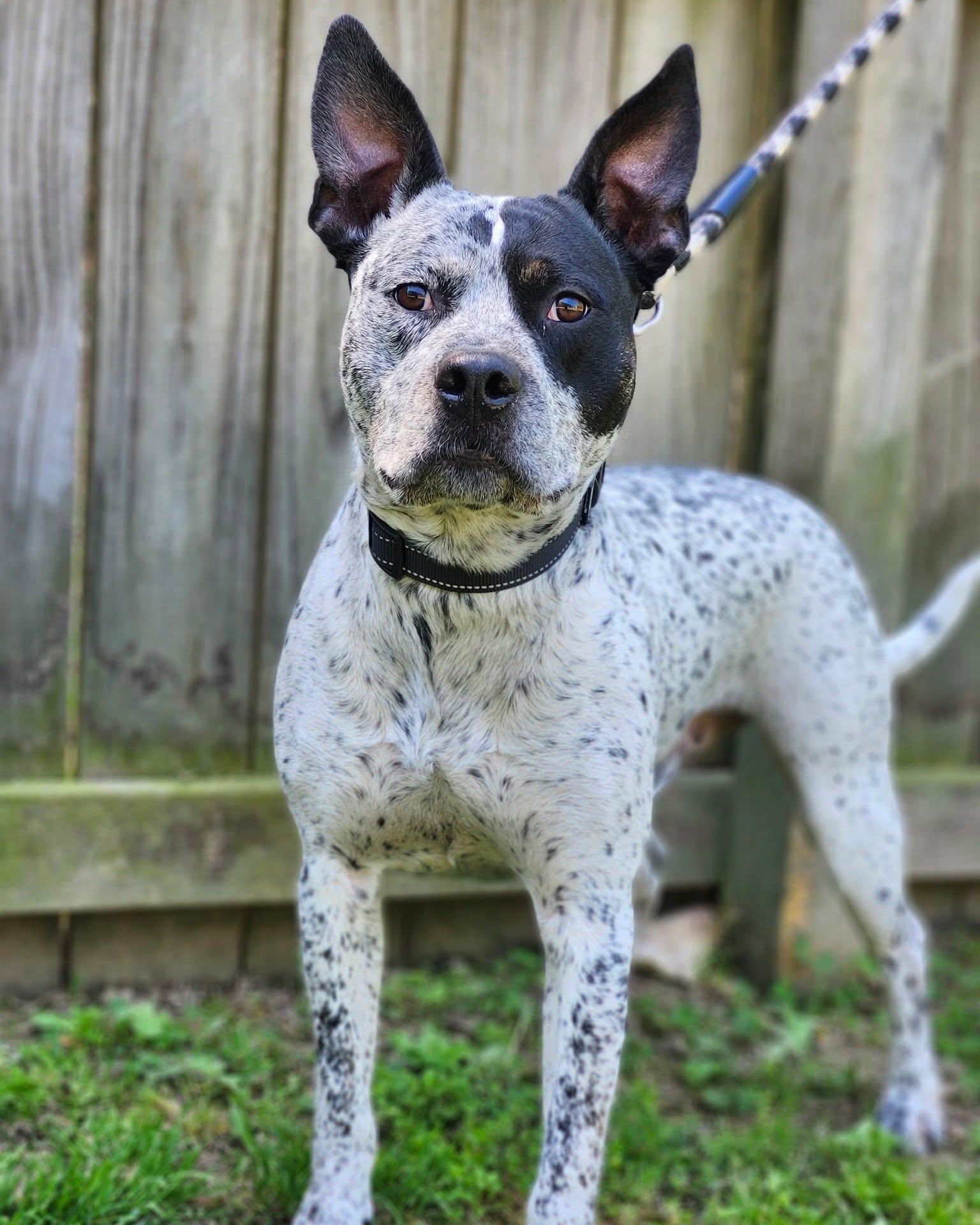 Enlarge Ruger - coming soon, a Adoptable mixed breed in Sheboygan, WI image 4/4
