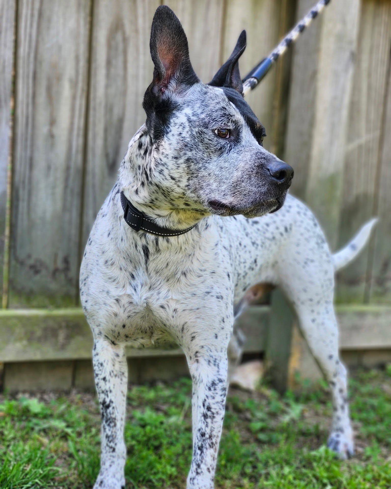 Enlarge Ruger - coming soon, a Adoptable mixed breed in Sheboygan, WI image 2/4