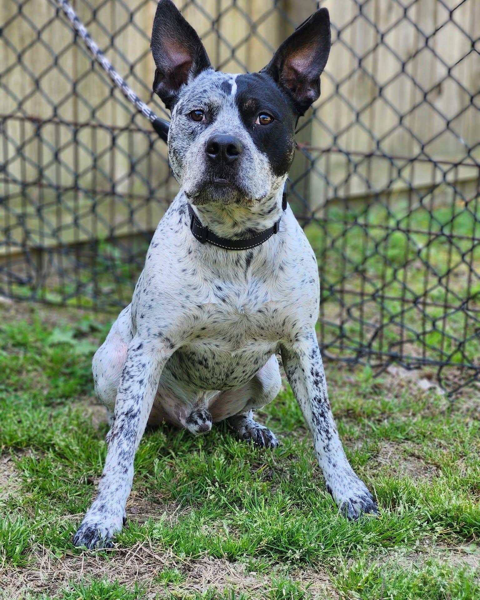 Enlarge Ruger - coming soon, a Adoptable mixed breed in Sheboygan, WI image 3/4