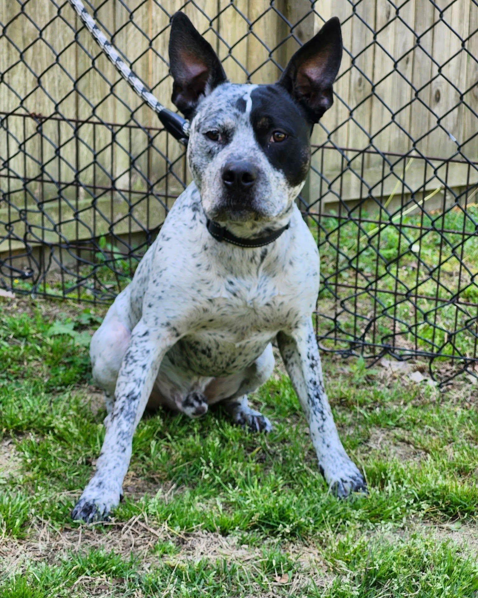 Ruger - coming soon, Adoptable, Adult Male Australian Cattle Dog / Blue Heeler.