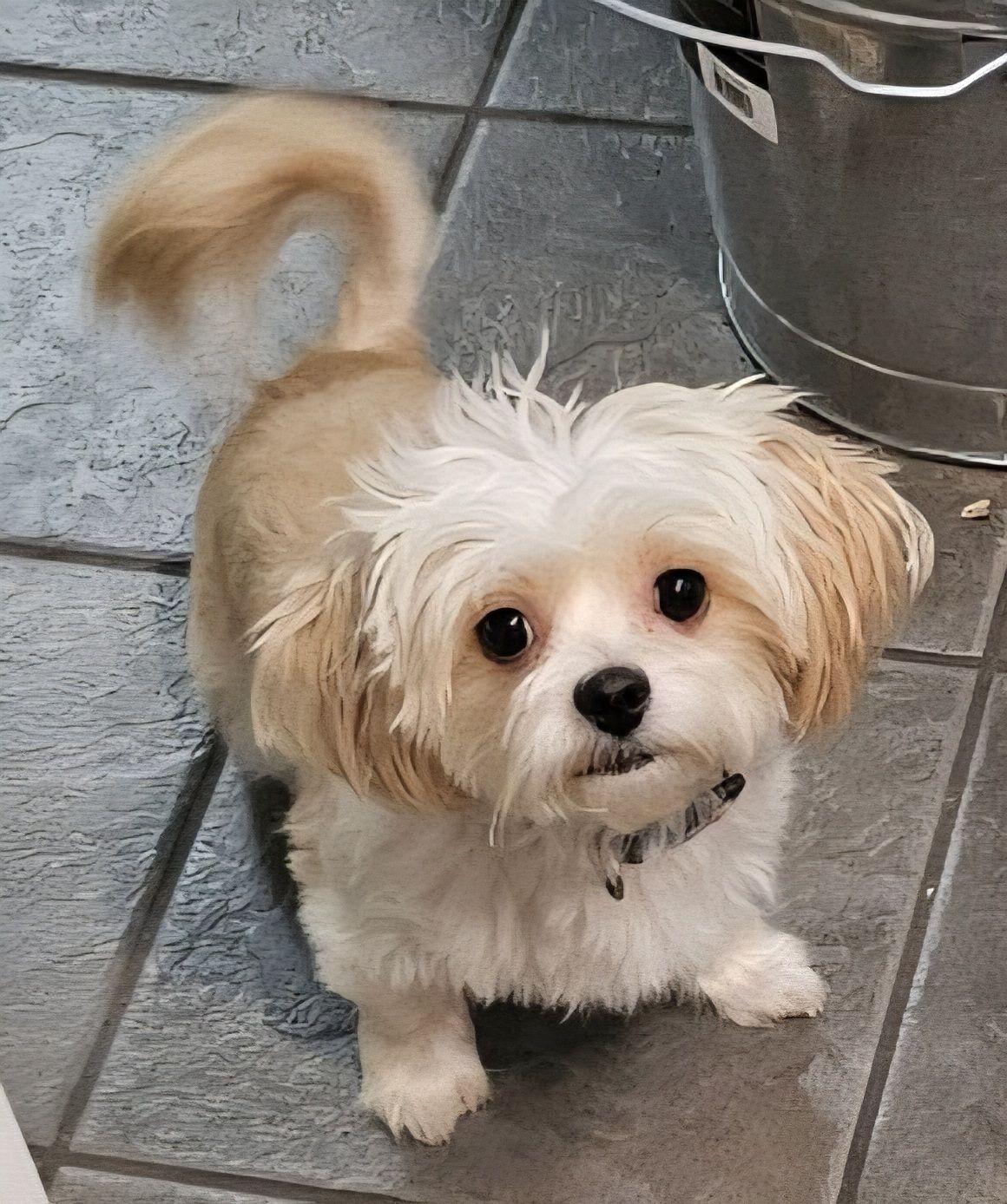 Enlarge Peaches, a Adopted Shih Tzu in Leonardtown, MD image 1/1