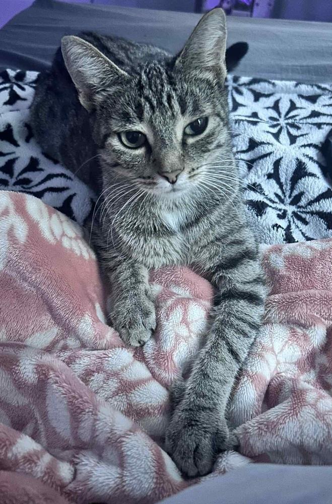 Marcie, Adoptable, Adult Female Domestic Short Hair & Tabby.