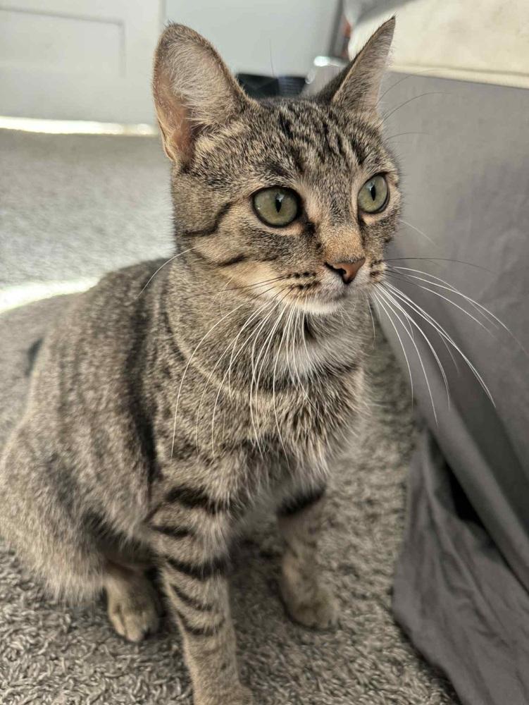 Enlarge Marcie, a Adoptable mixed breed in Homer Glen, IL image 2/3