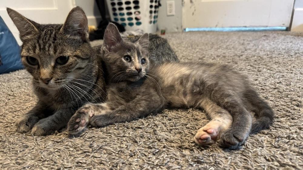 Enlarge Marcie, a Adoptable mixed breed in Homer Glen, IL image 3/3