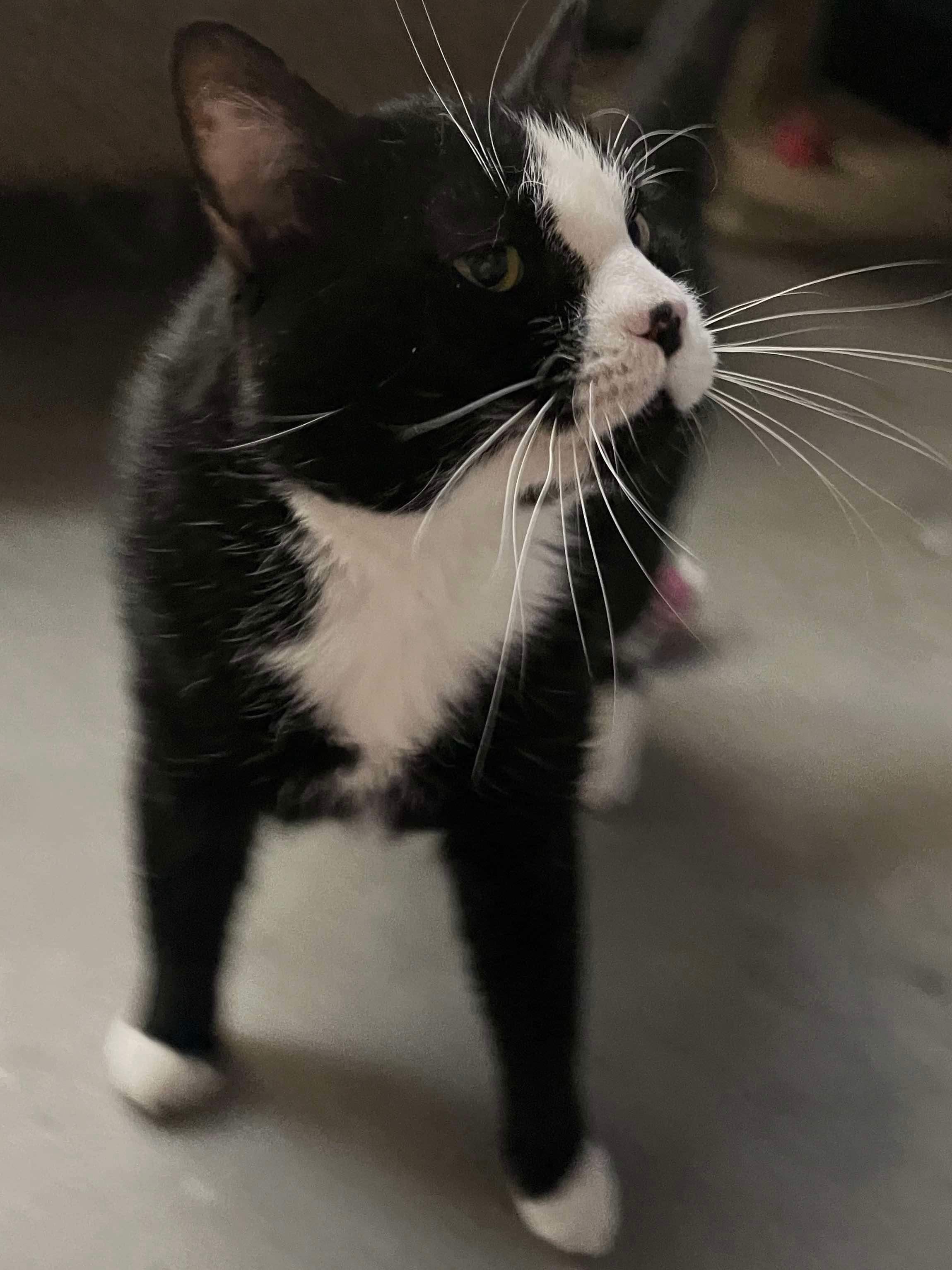 TUX photo 4