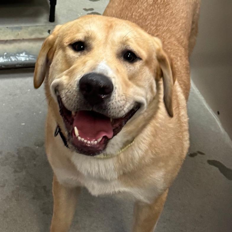 Lil Mama, Adoptable, Young Female Mixed Breed.