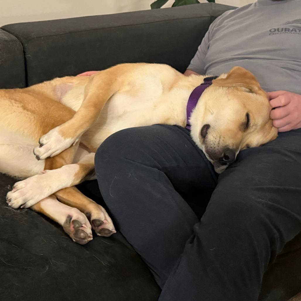 Lil Mama, a Adoptable Mixed Breed in Murray, UT image 5/5