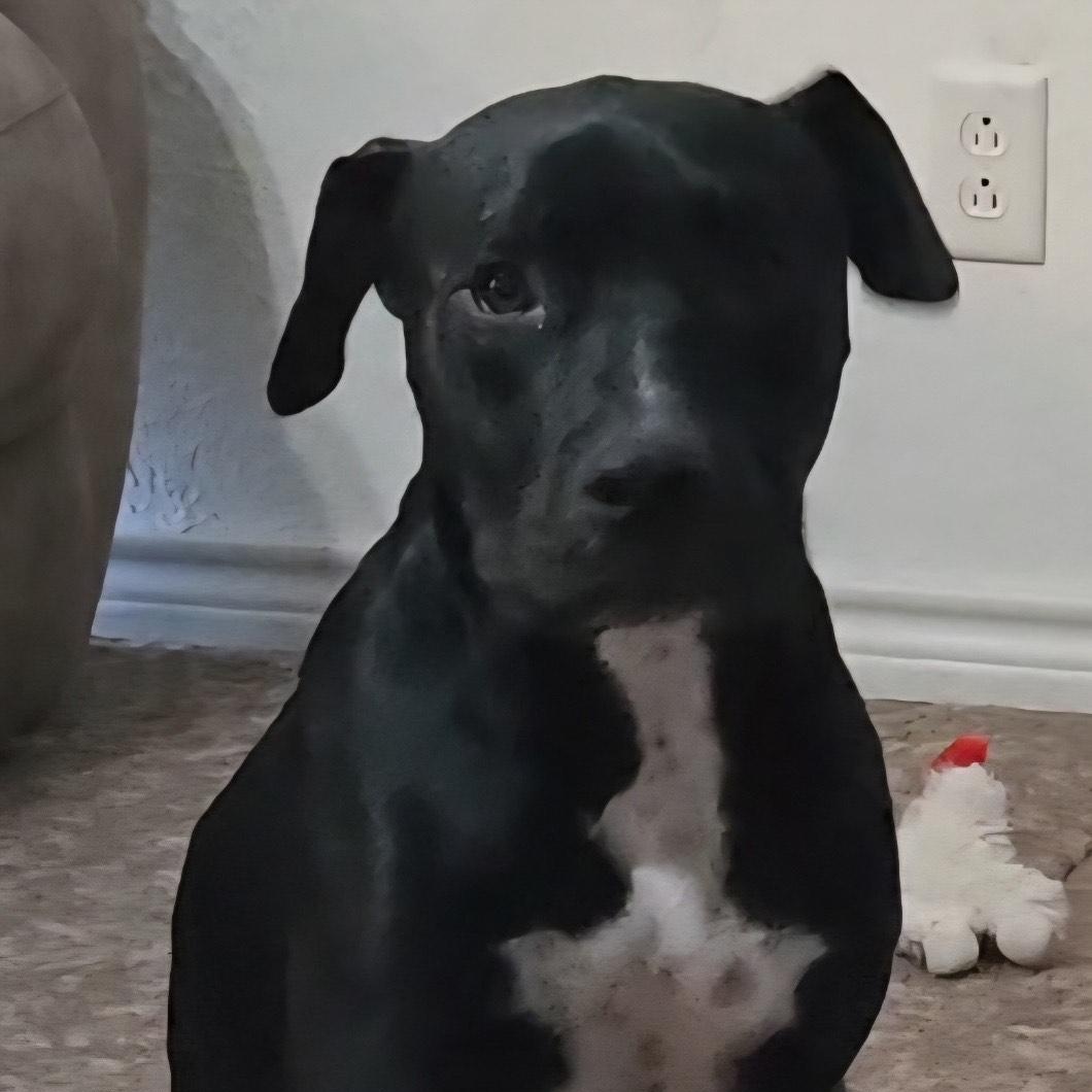 Enlarge Bluey, a Adoptable mixed breed in Hagerstown, MD image 2/4