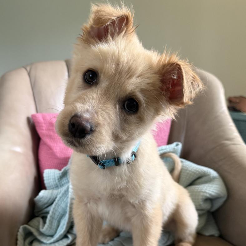 Goldie, Adoptable, Puppy Female Mixed Breed & Labrador Retriever.