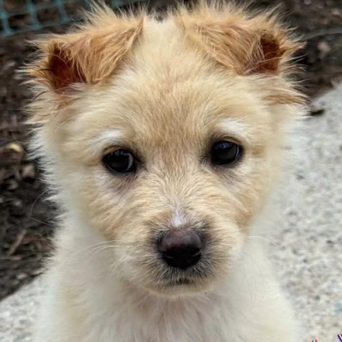 Enlarge Goldie, a Adoptable mixed breed in Raleigh, NC image 4/6