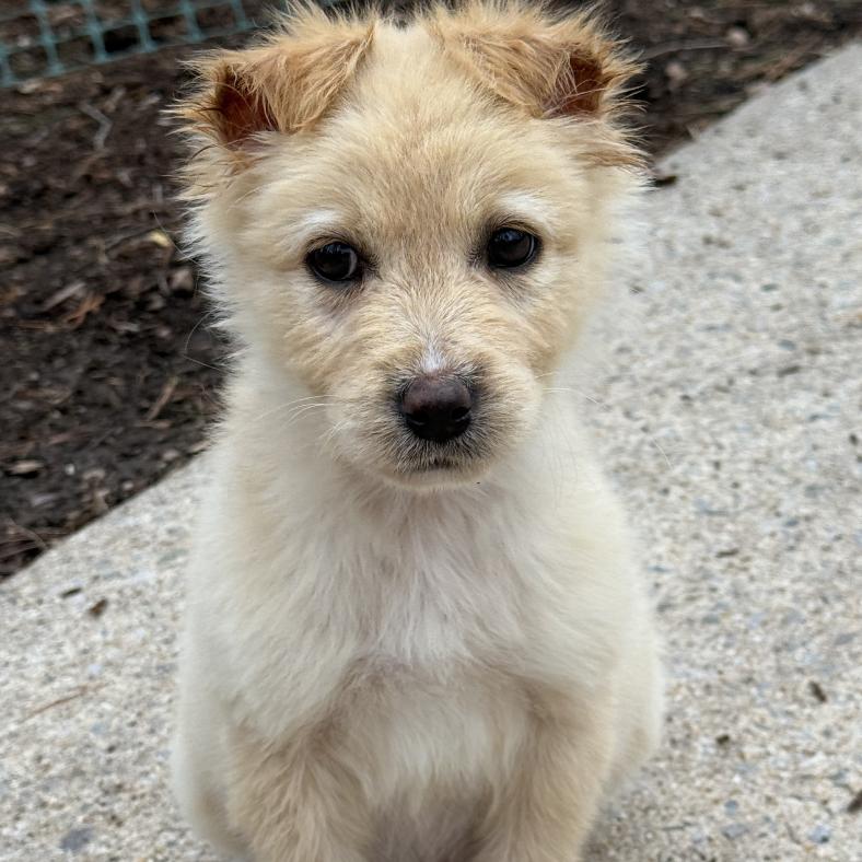 Enlarge Goldie, a Adoptable mixed breed in Raleigh, NC image 5/6