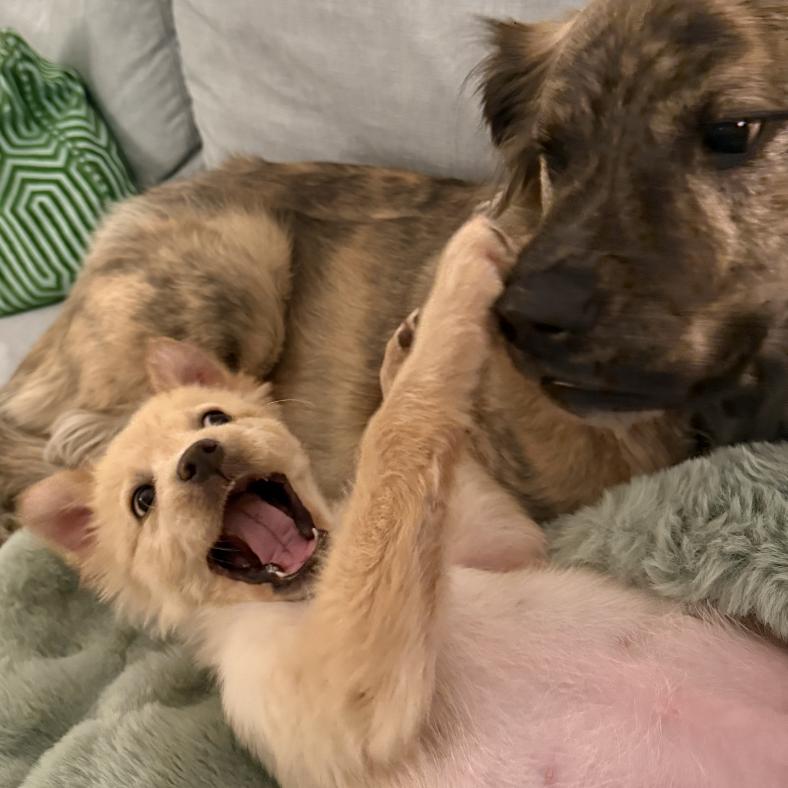 Enlarge Goldie, a Adoptable mixed breed in Raleigh, NC image 6/6